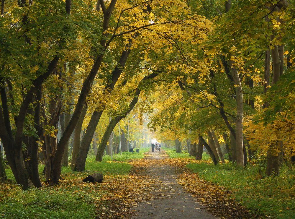 осень, парк, деревья, листья, дорожка, White