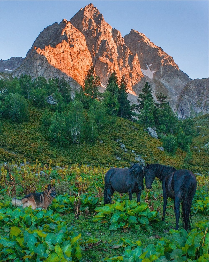 , Петр Косых