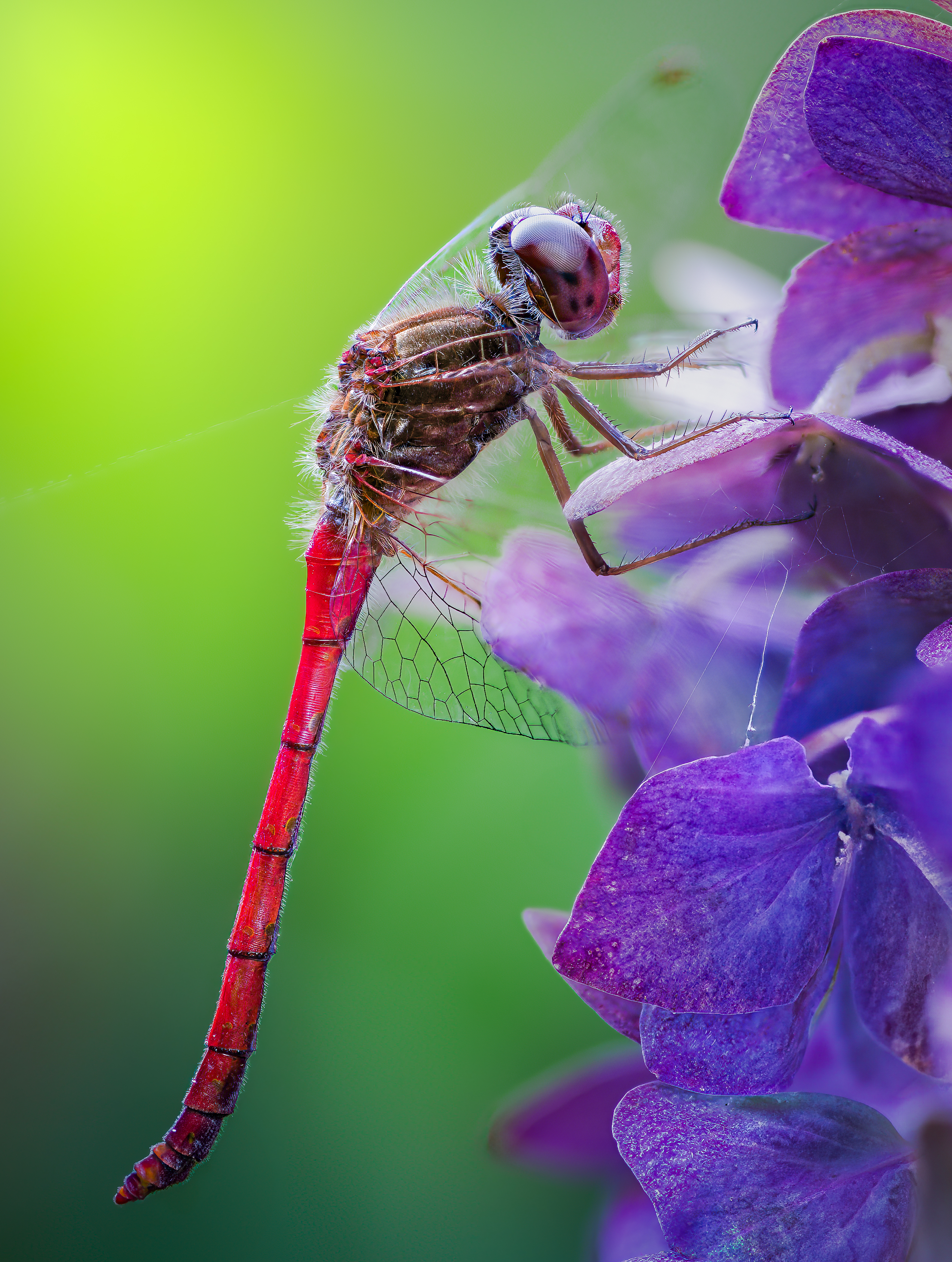 damselfly, dragonfly, insect, grass, sunset, dusk, evening, bug, macro, blade, grassland,, Atul Saluja