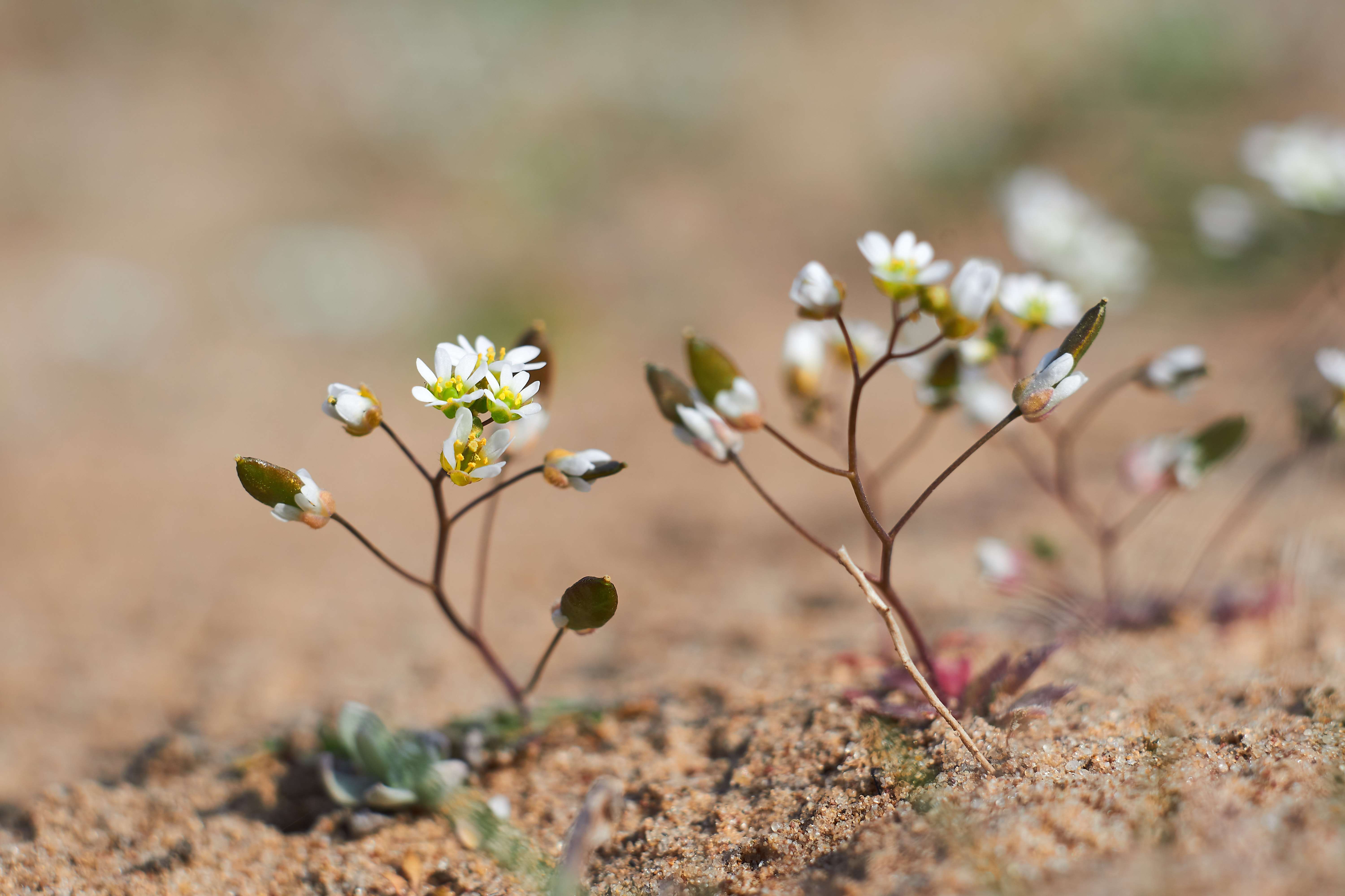 flower, volgograd, russia,, Павел Сторчилов