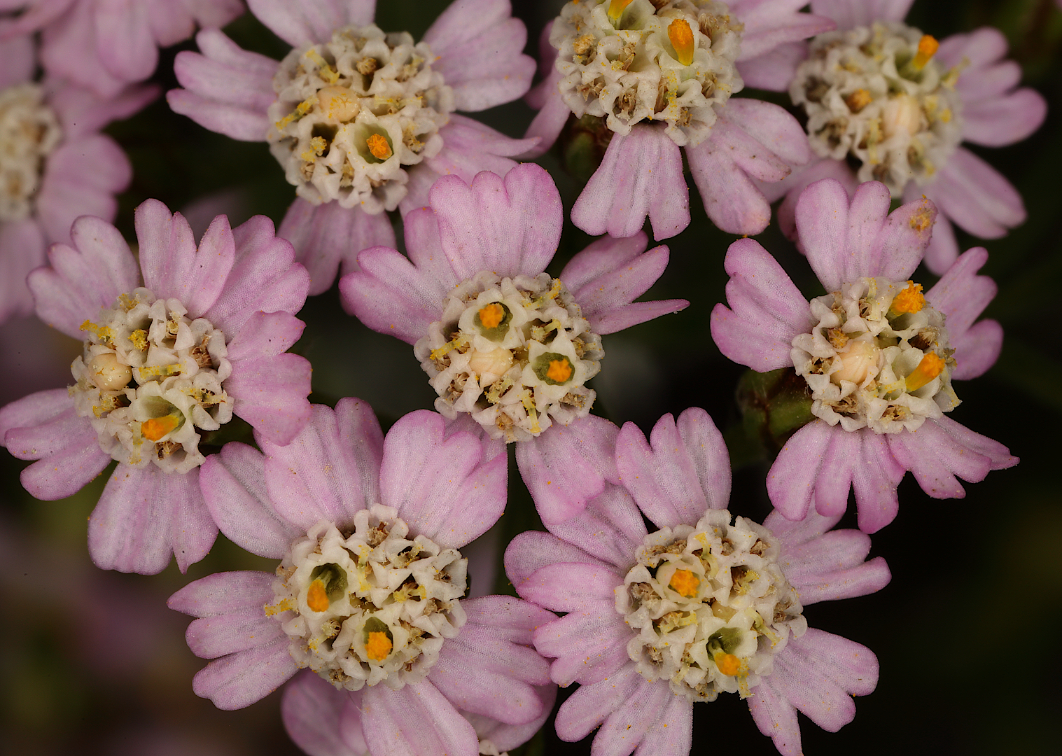 achillea, Александр Зорин