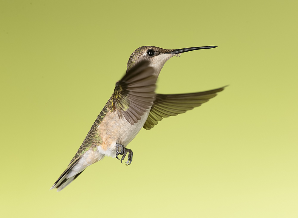 колибри,ruby-throated hummingbird, hummingbird, Etkind Elizabeth