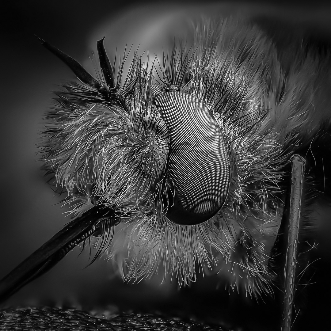 жужжала, bombyliidae, Kavaliauskas Eugenijus