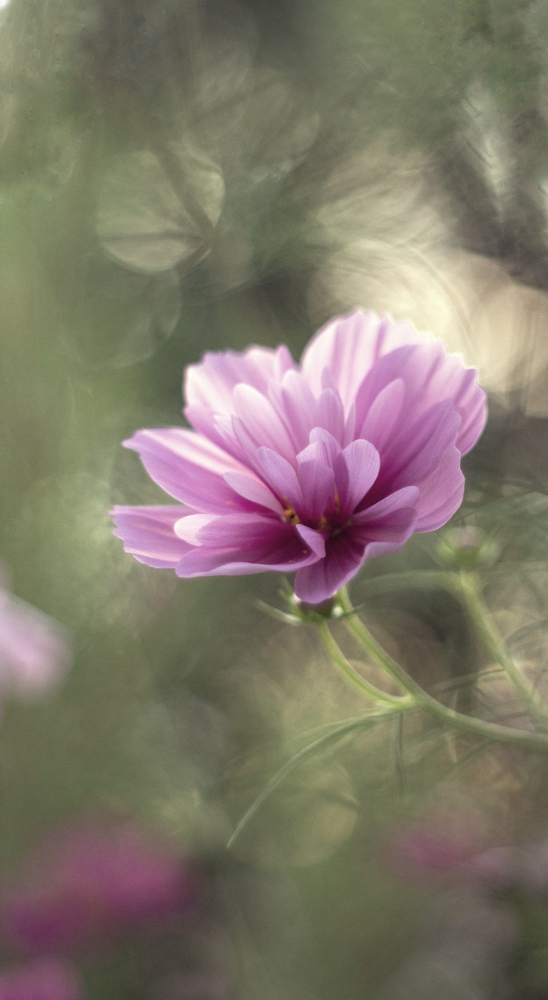 макро, боке, manual lens, pentacon, bokeh, flowers, Мария Обидина