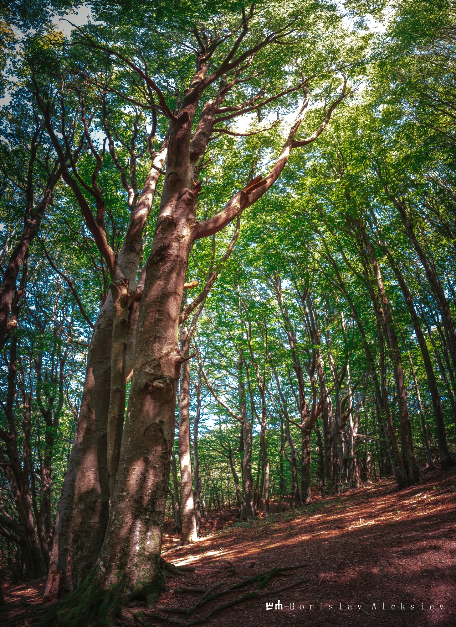 forest,nature,light,dark,tree,green,sunlight,exterior,, Алексиев Борислав