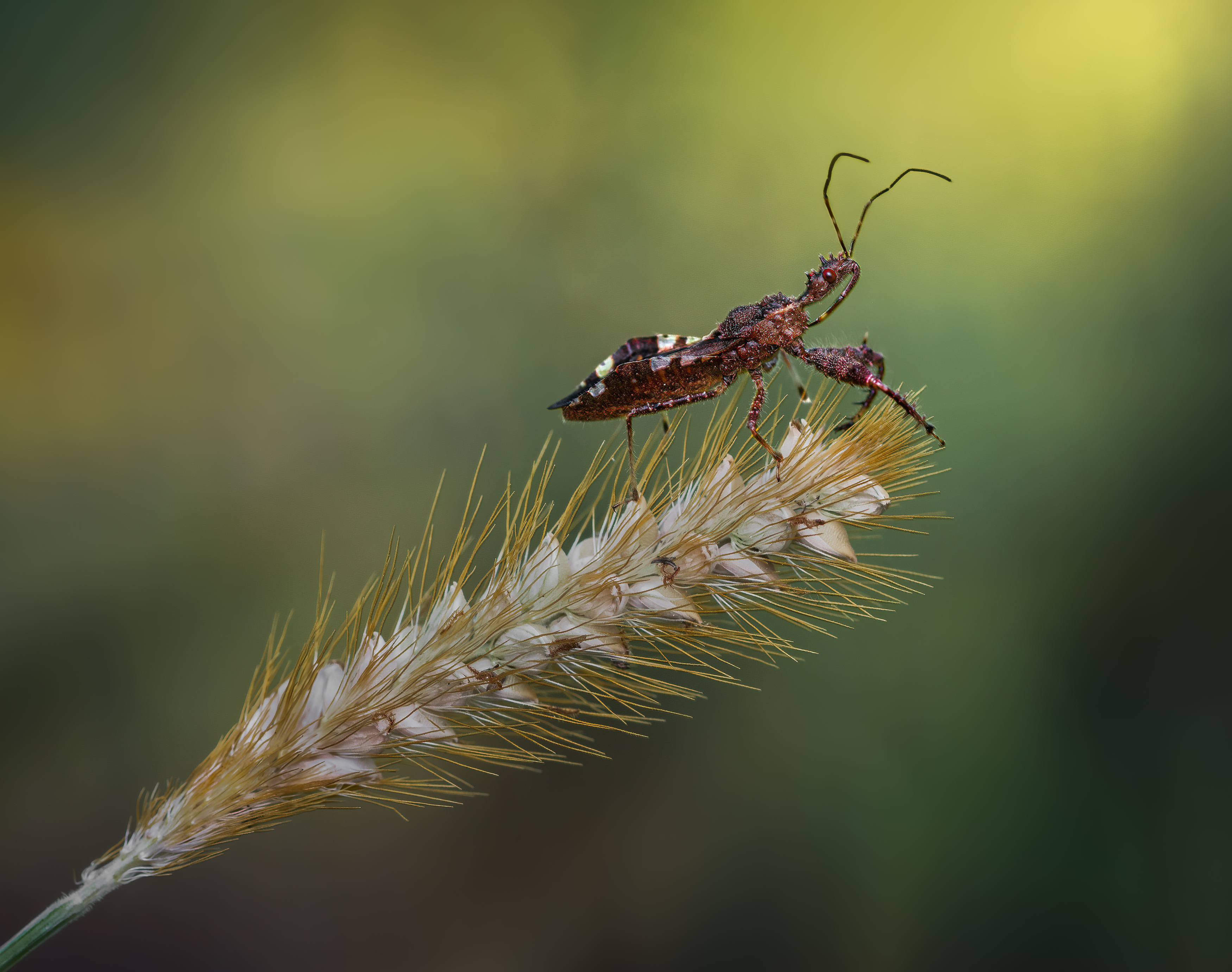 beetle, insect, fall, autumn, stink bug, macro, leaves, season, seasons, camouflage, camouflaged,, Atul Saluja