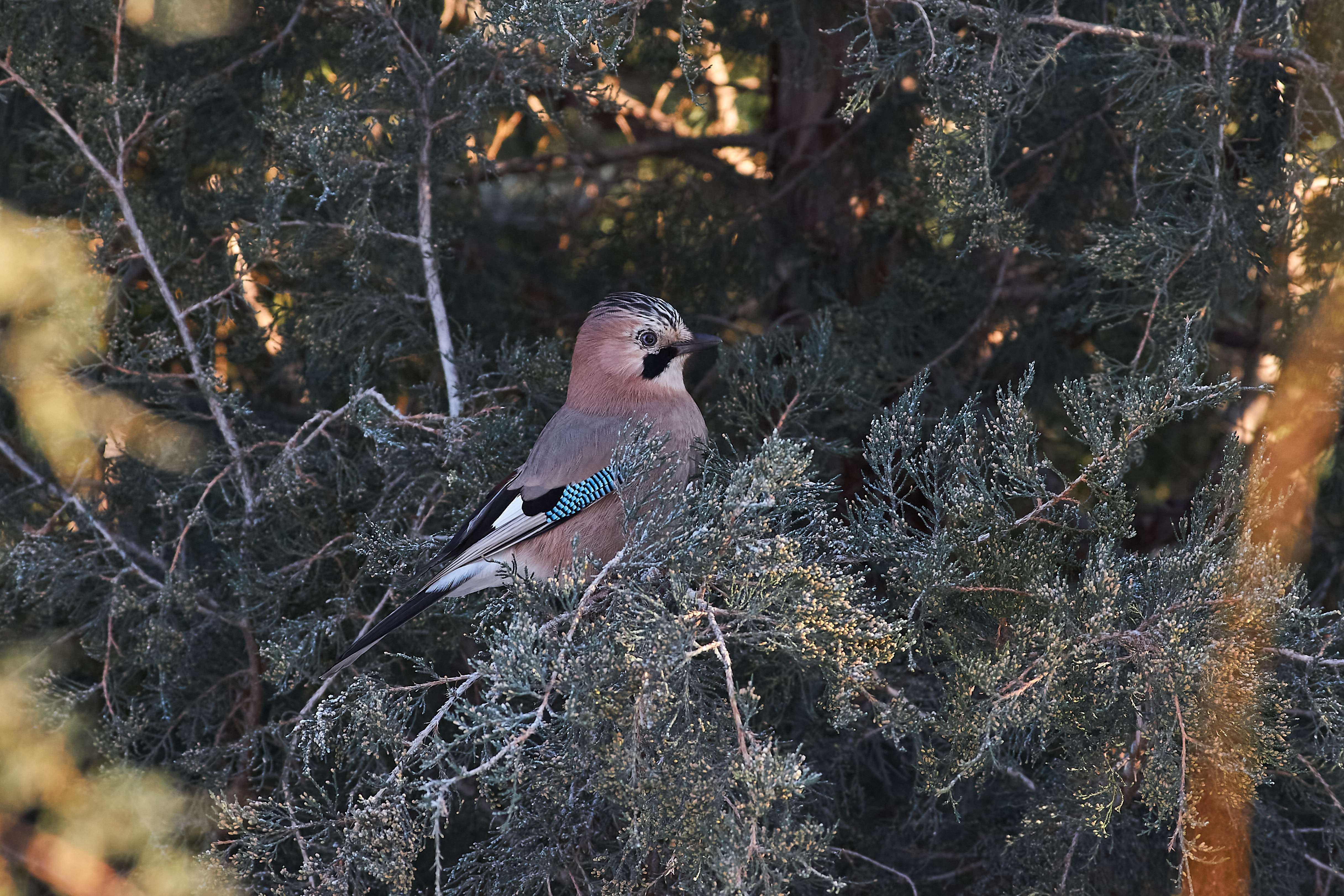 bird, birds, volgograd, russia, wildlife, , Павел Сторчилов