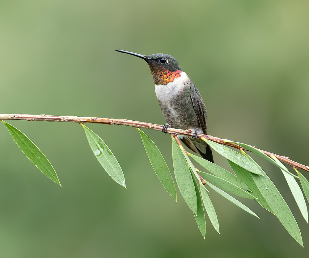 колибри,ruby-throated hummingbird, hummingbird, Etkind Elizabeth