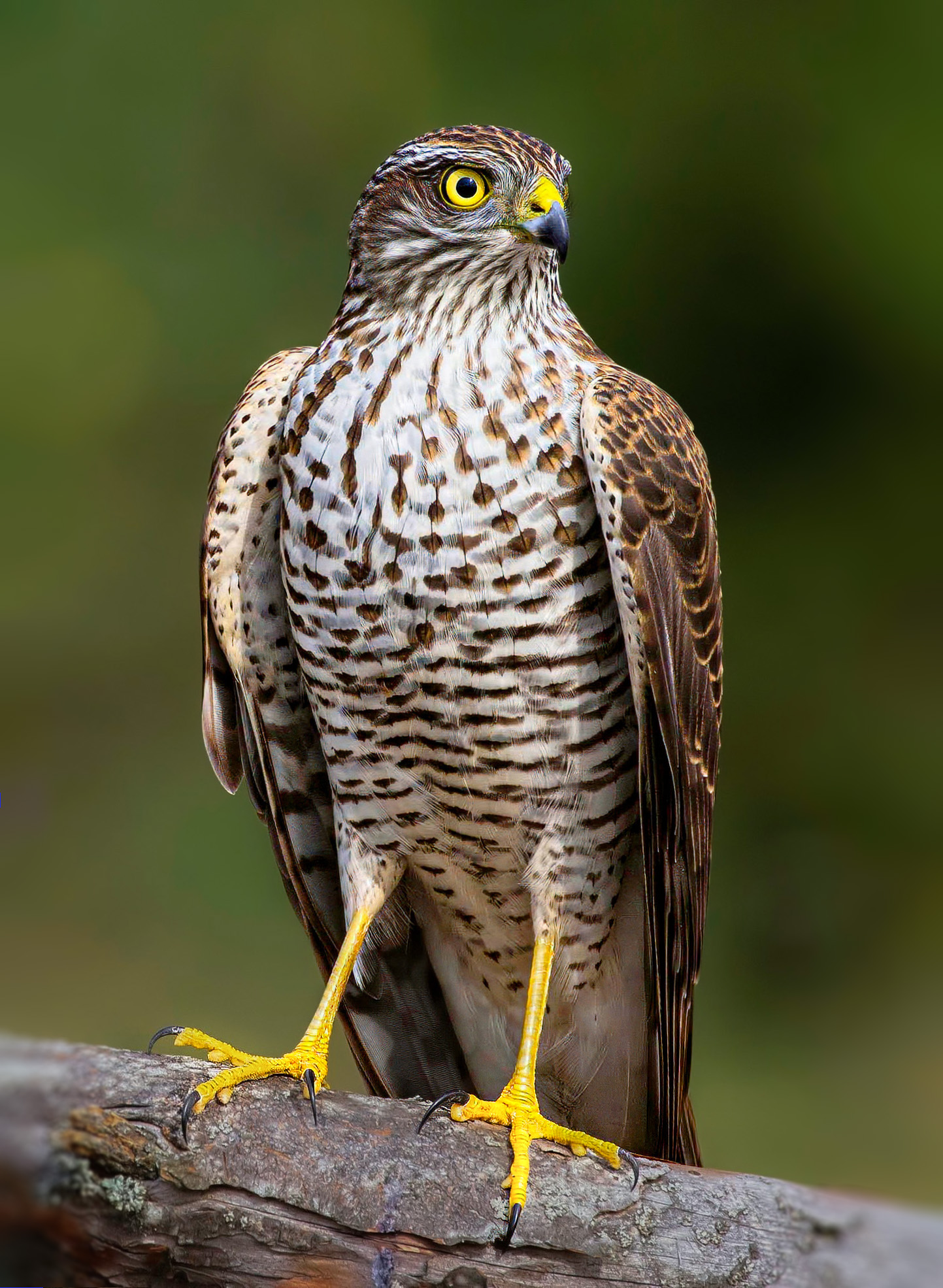 ястреб, перепелятник, accipiter nisus, Kavaliauskas Eugenijus