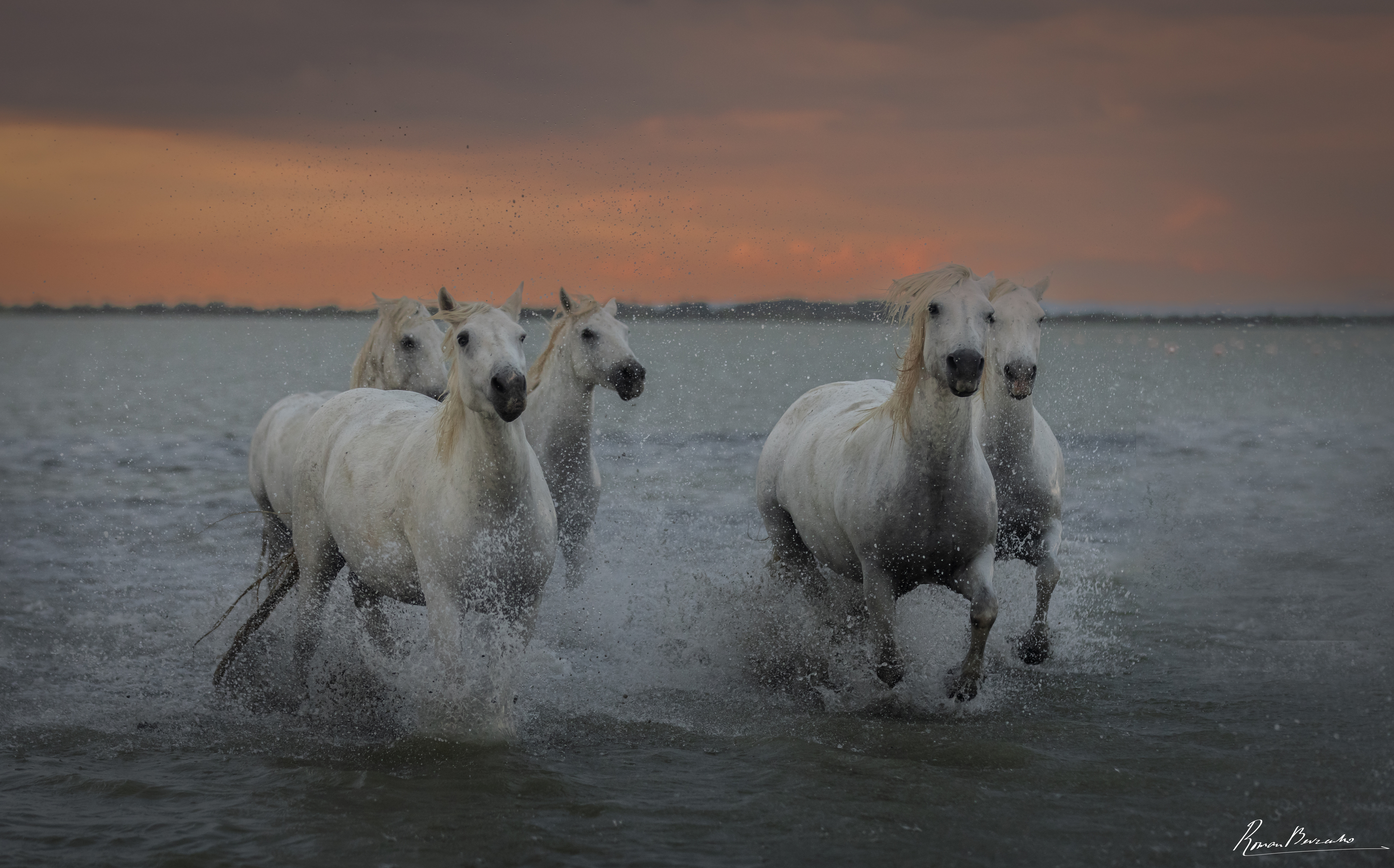 horse. horses. Camargue. Provence, France, лошади, Камарг, Прованс, Франция, животные, лошадь, кони, конь, скакуны, движение , Bevzenko Roman