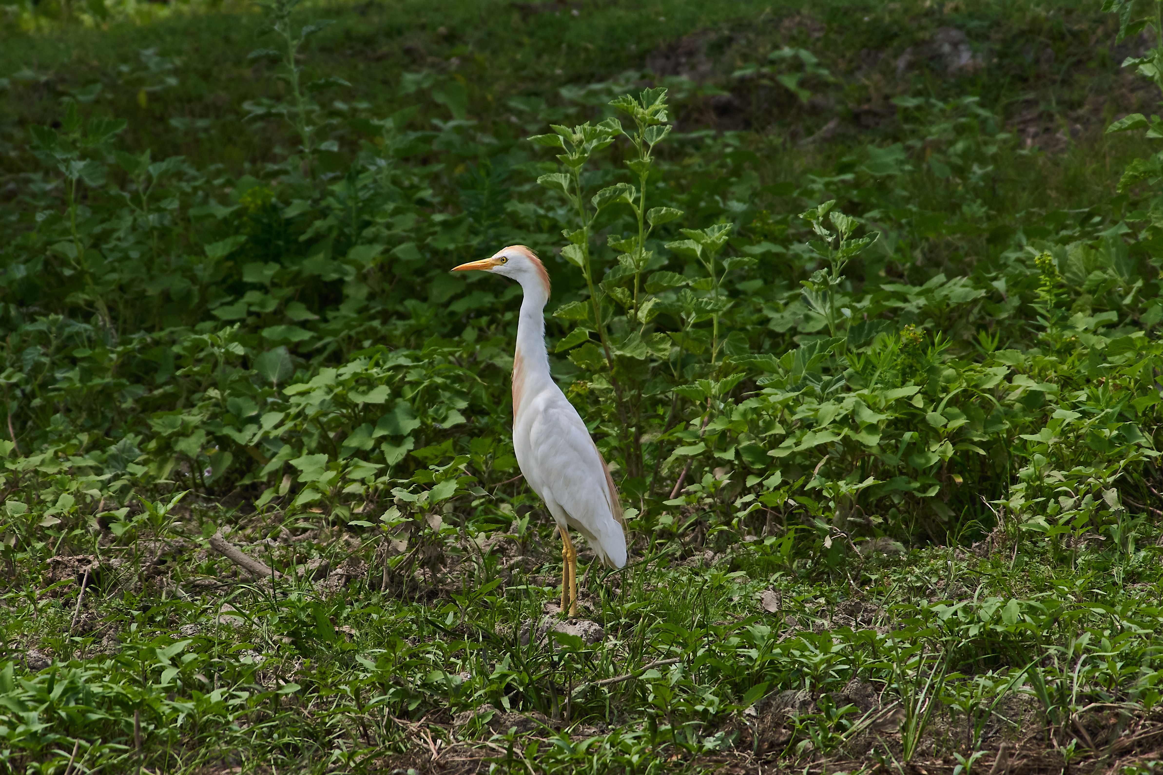 bird, birds, volgograd, russia, wildlife, , Павел Сторчилов