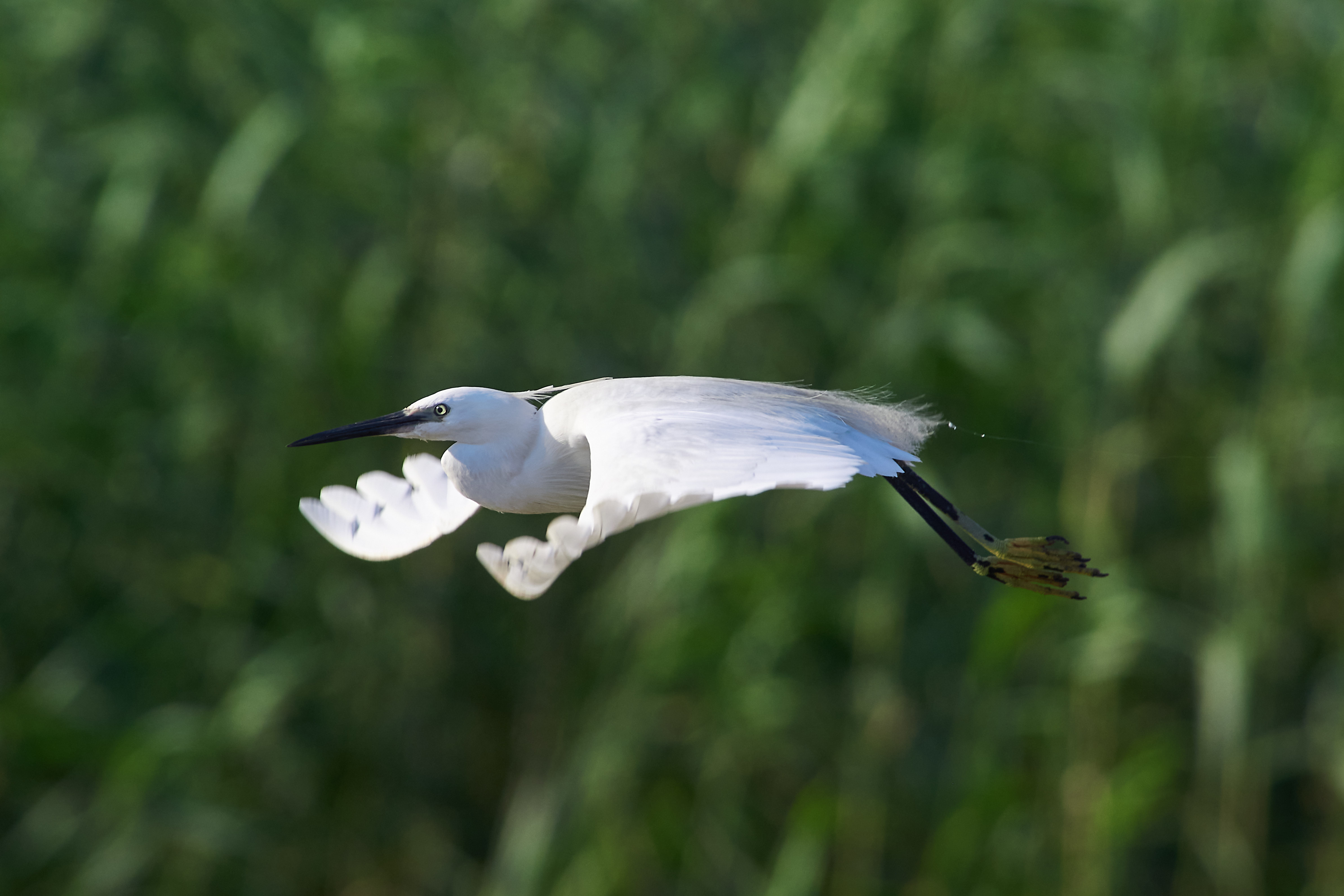 bird, birds, volgograd, russia, wildlife, , Павел Сторчилов