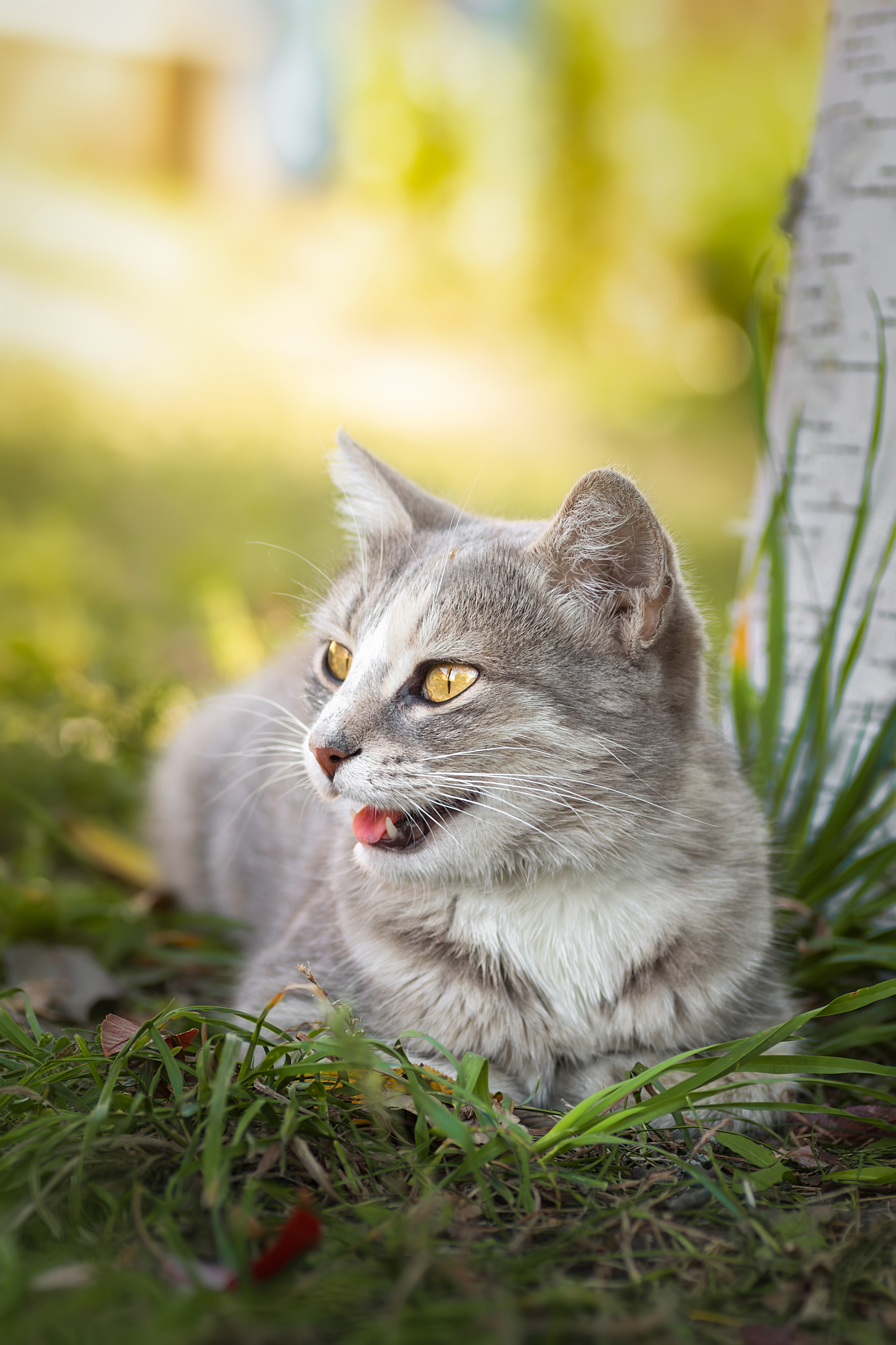 nature, cat, grass, animal, portrait, green, young, feline, cute, pet, Корнеев Алексей