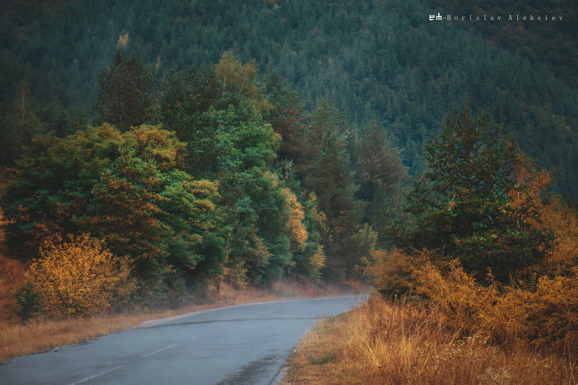 forest,nature,light,dark,tree,green,sunlight,exterior,mist,orangr, Алексиев Борислав