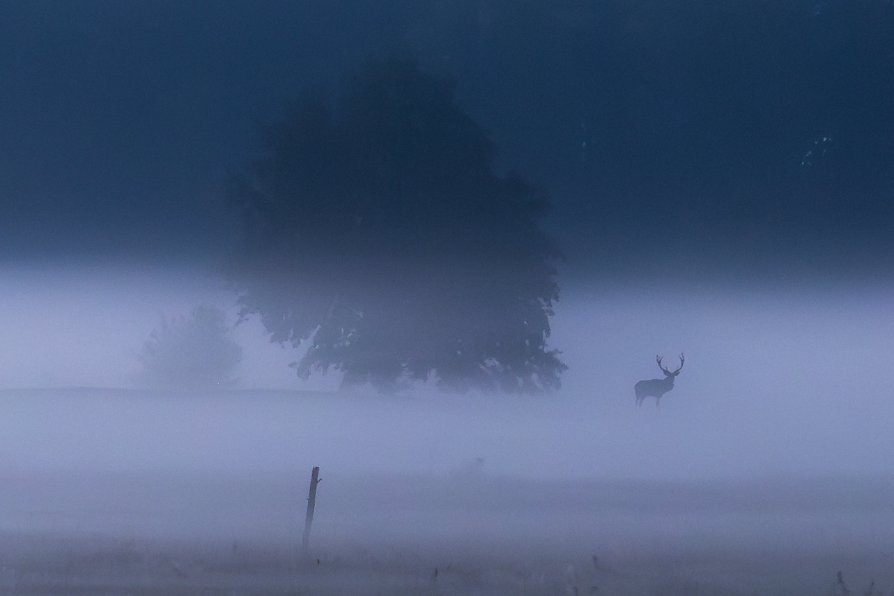 deer,male deer,forest,night,night time,fog,foggy,, Photo Visions