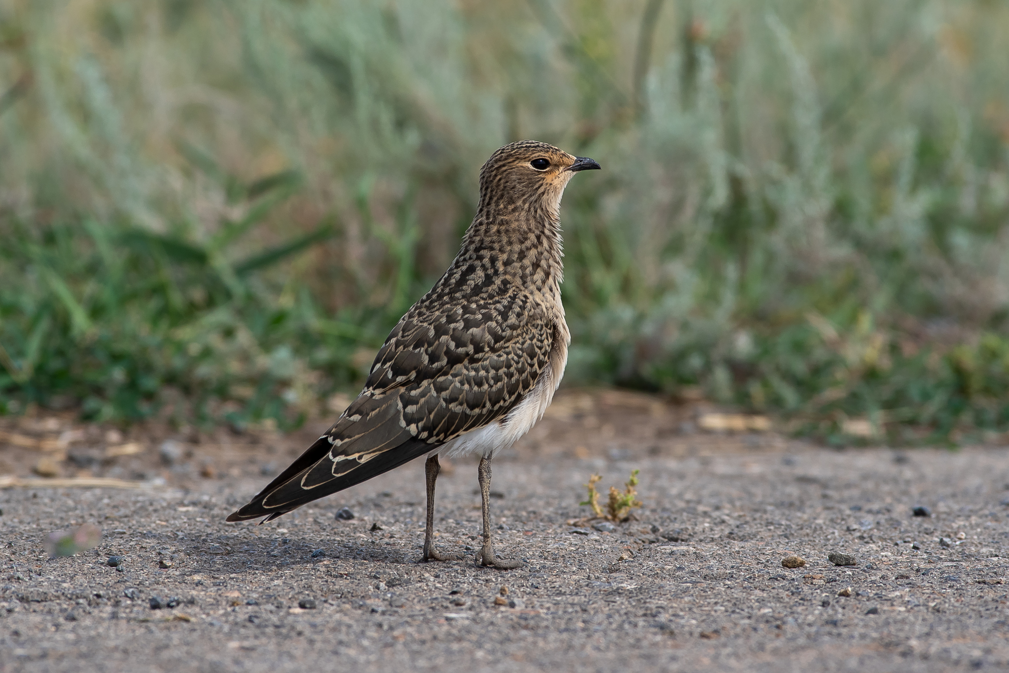 bird, birds, volgograd, russia, wildlife, , Павел Сторчилов