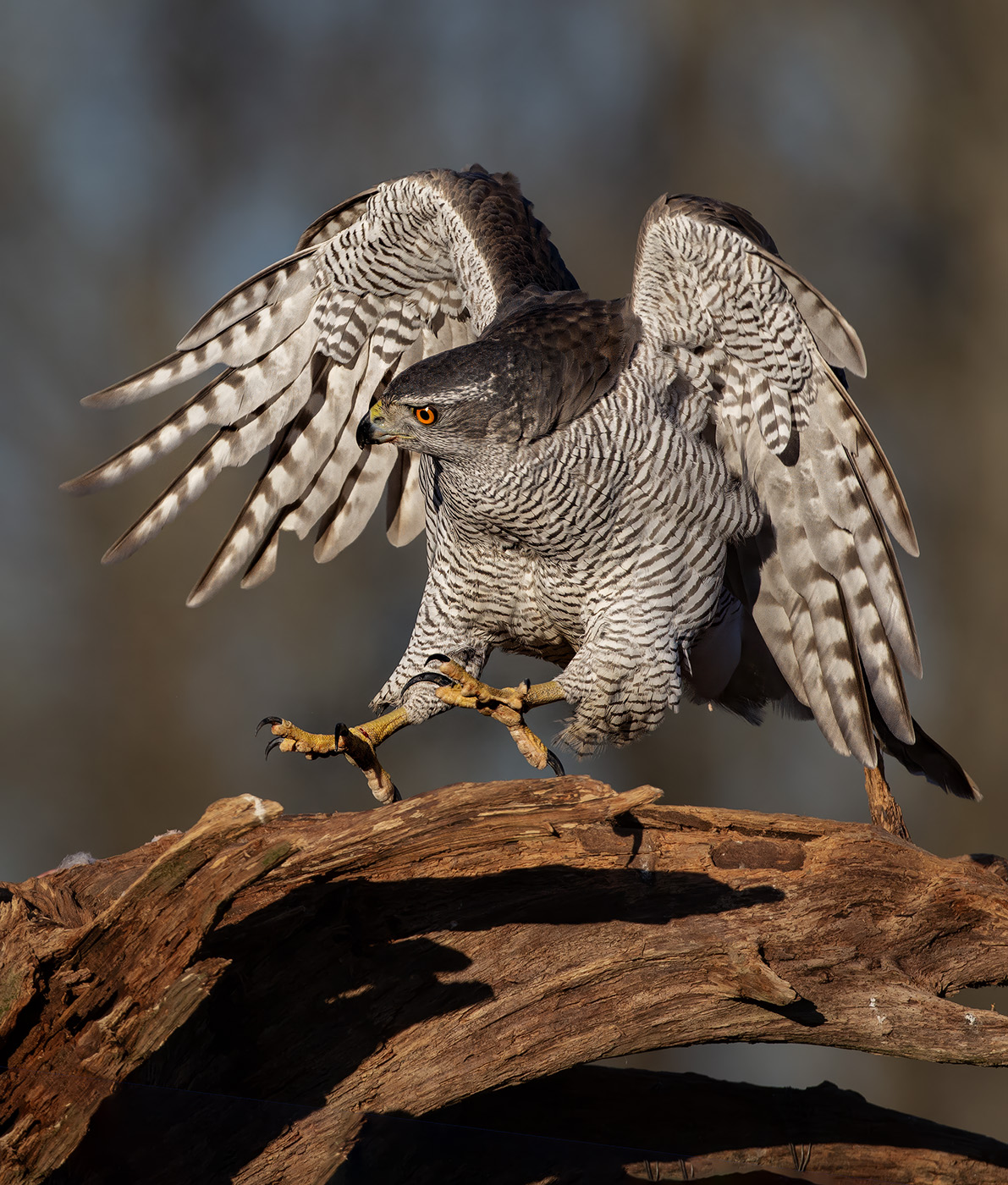 ястреб-тетеревятник, accipiter gentilis, Kavaliauskas Eugenijus