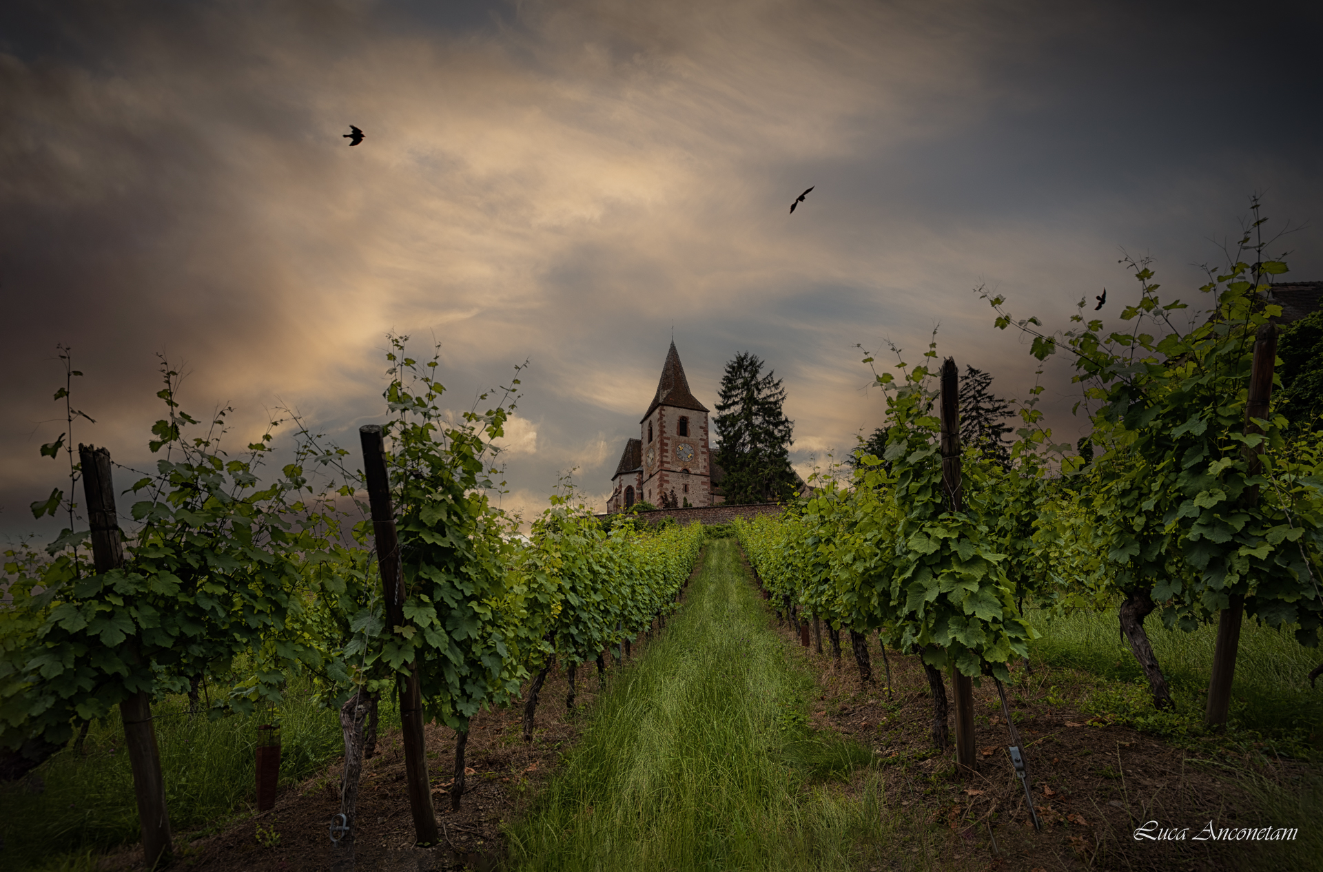 f france alsace landscape church vineyards, Anconetani Luca