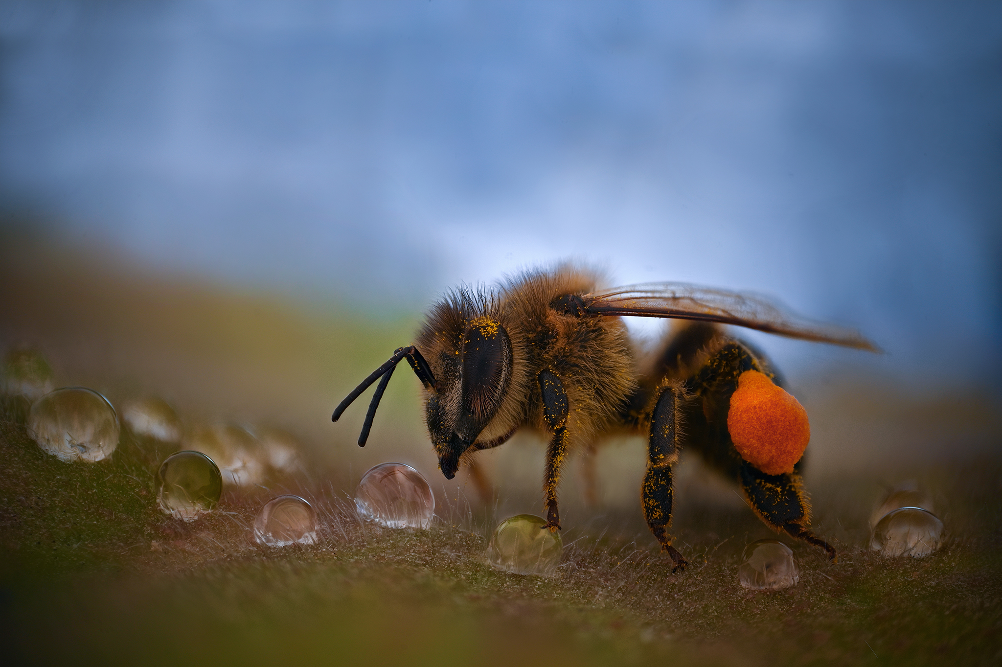 ceclii, macro, Цветан Ганев