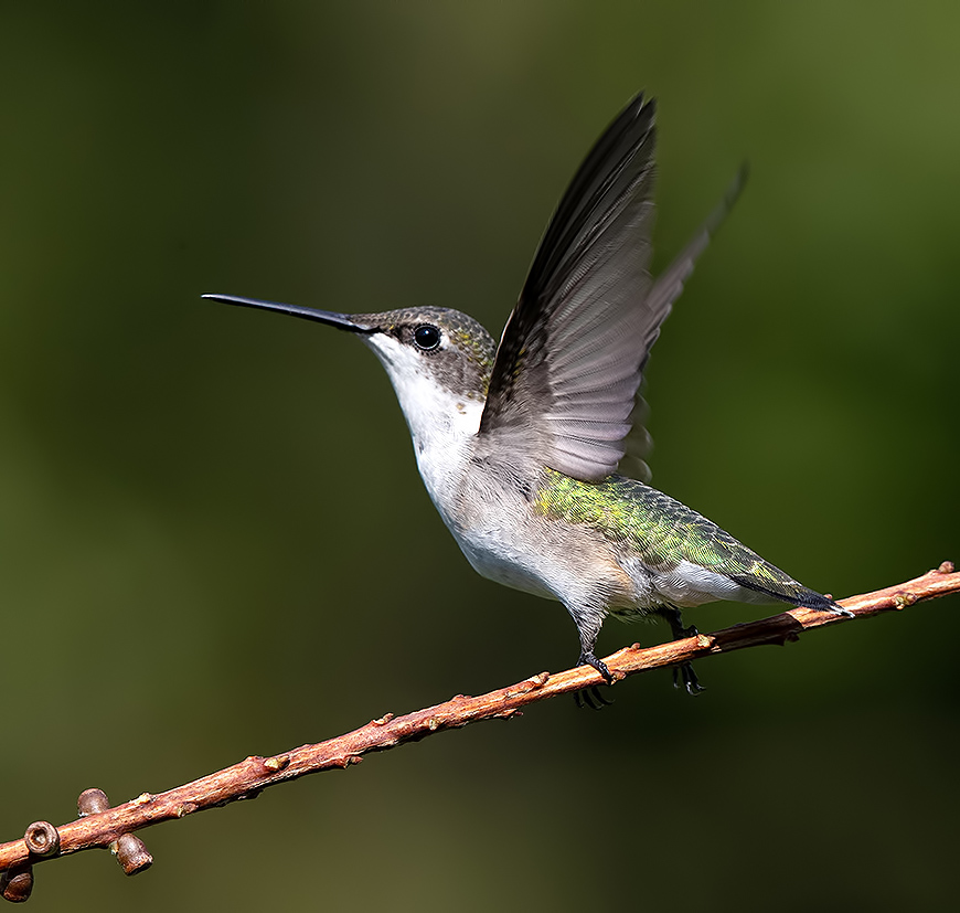 колибри,ruby-throated hummingbird, hummingbird, Etkind Elizabeth