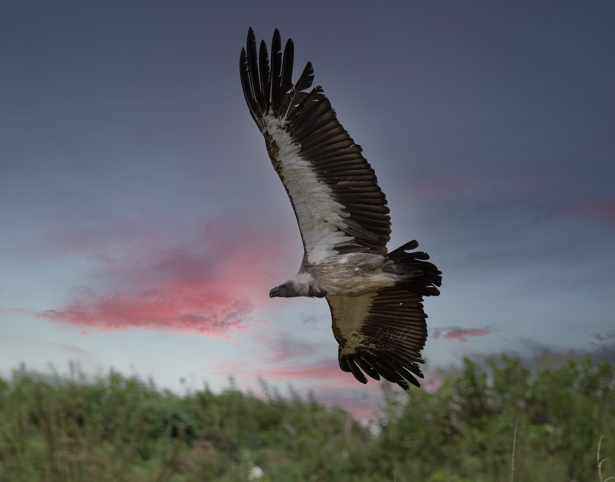 vulture, bird, birds of prey, action, canona, MARIA KULA