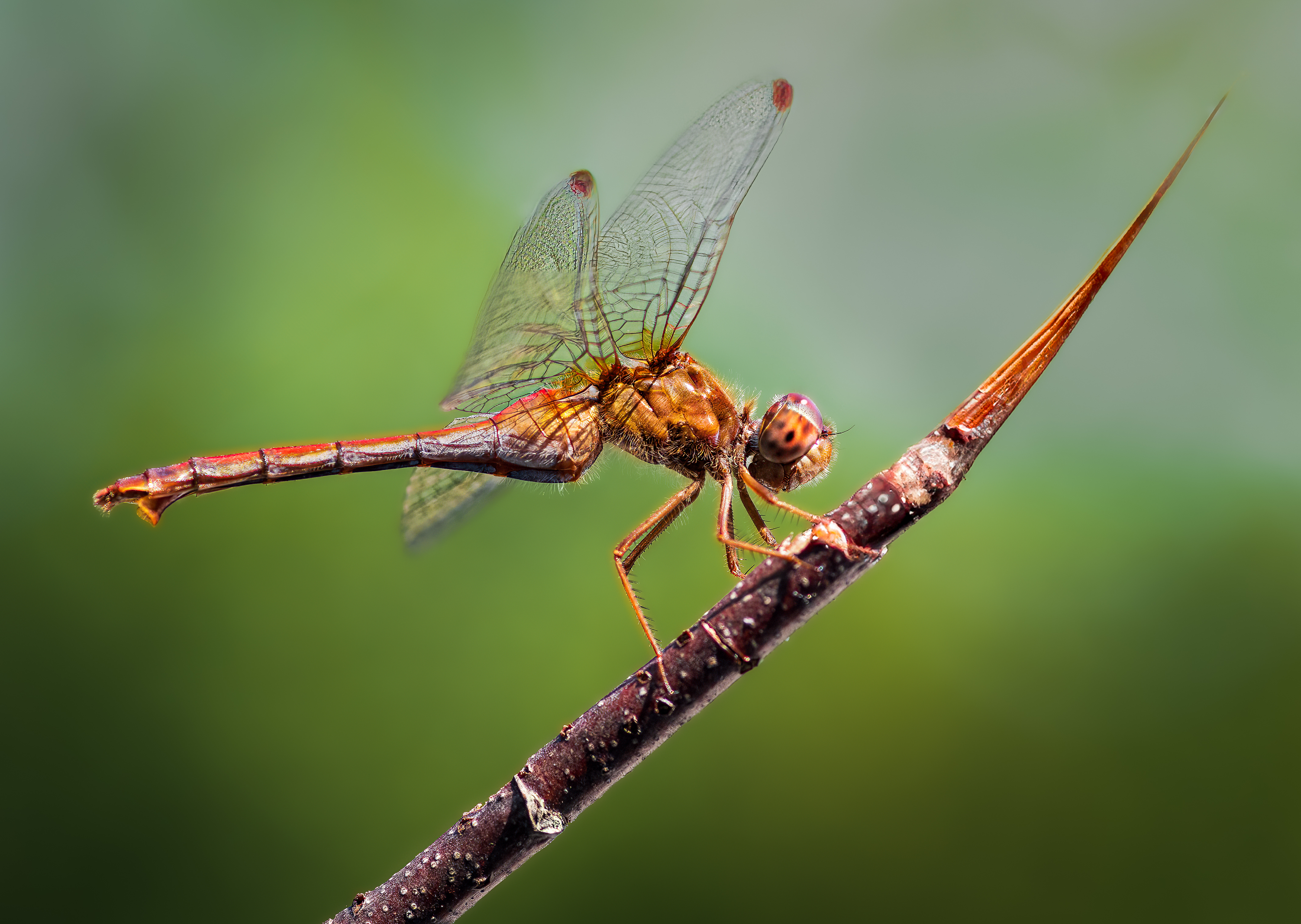 damselfly, dragonfly, insect, grass, sunset, dusk, evening, bug, macro, blade, grassland,, Atul Saluja