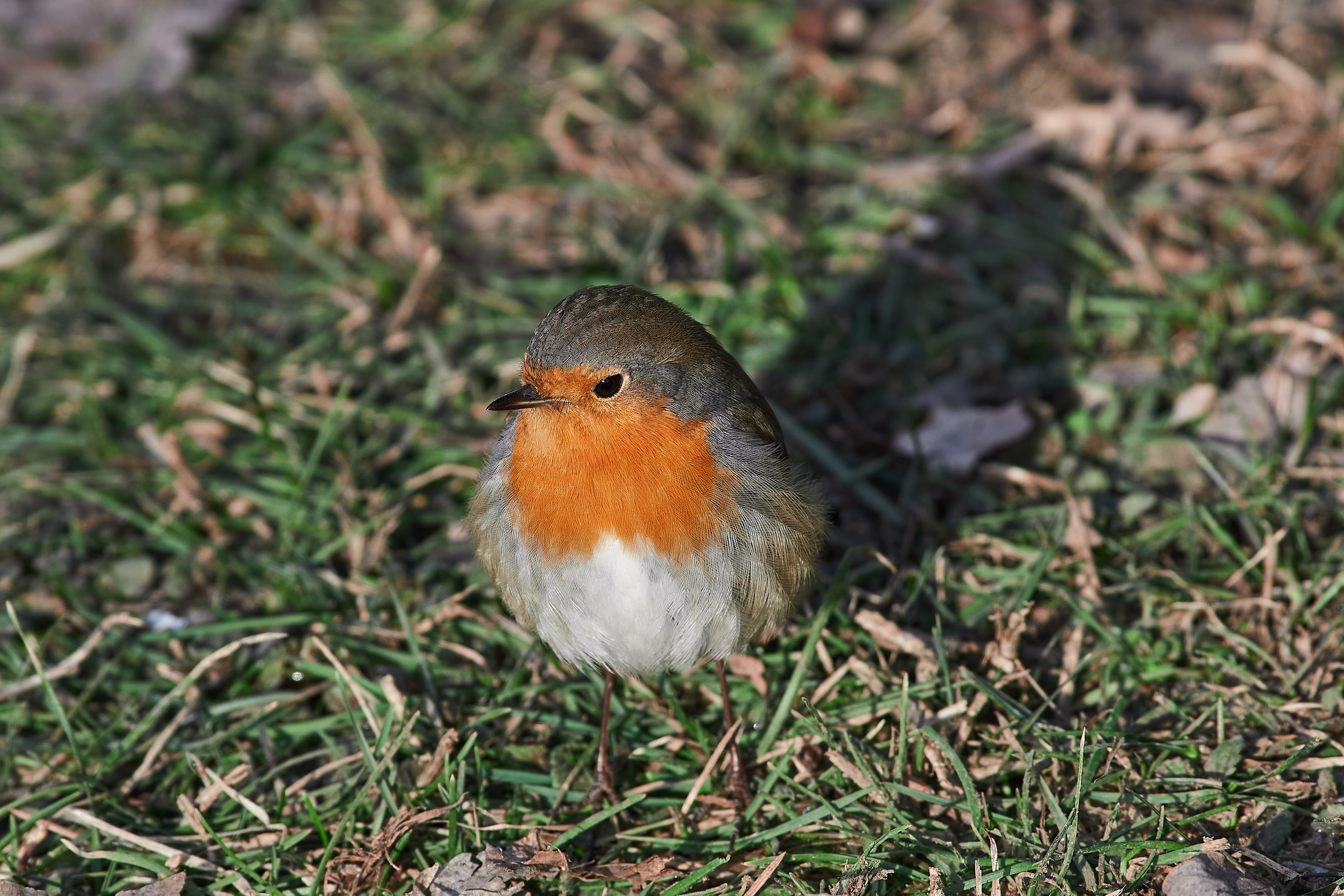 bird, birds, volgograd, russia, wildlife, , Павел Сторчилов