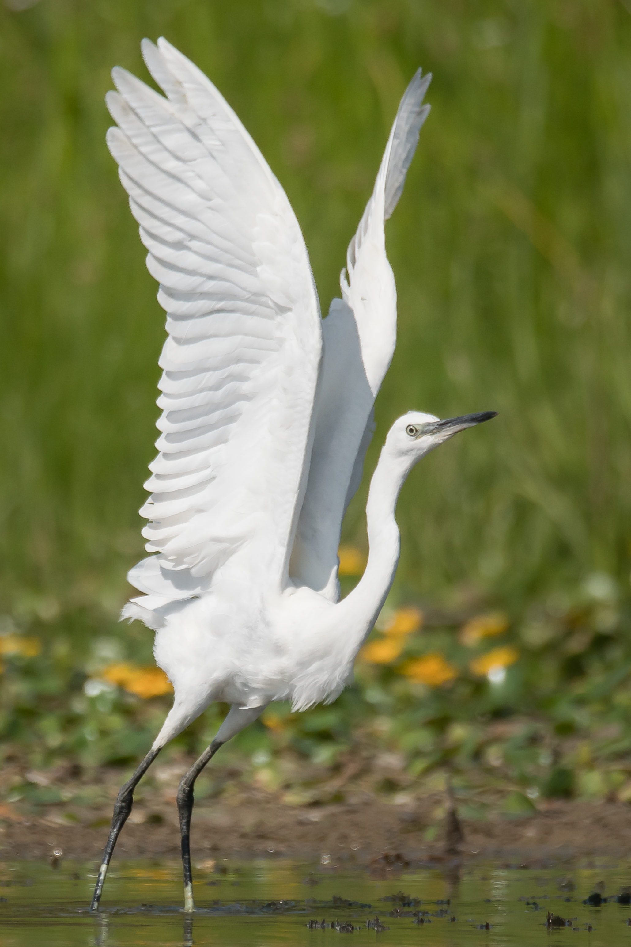 Малая белая цапля, Egretta garzetta, Соварцева Ксения