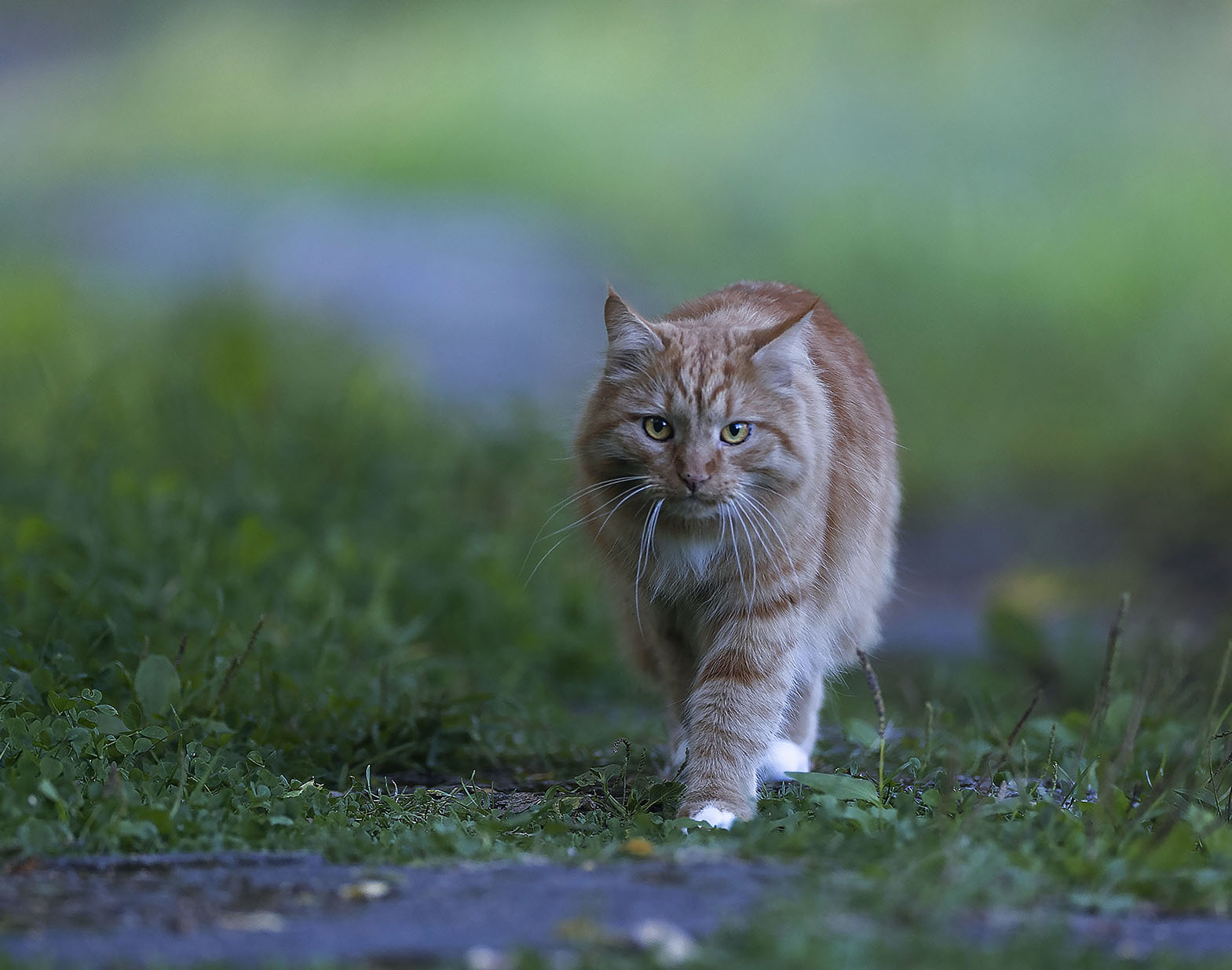 кот, рыжий, охотник, красавчик, прогулка, cat,beautiful, hunter, nature, Стукалова Юлия