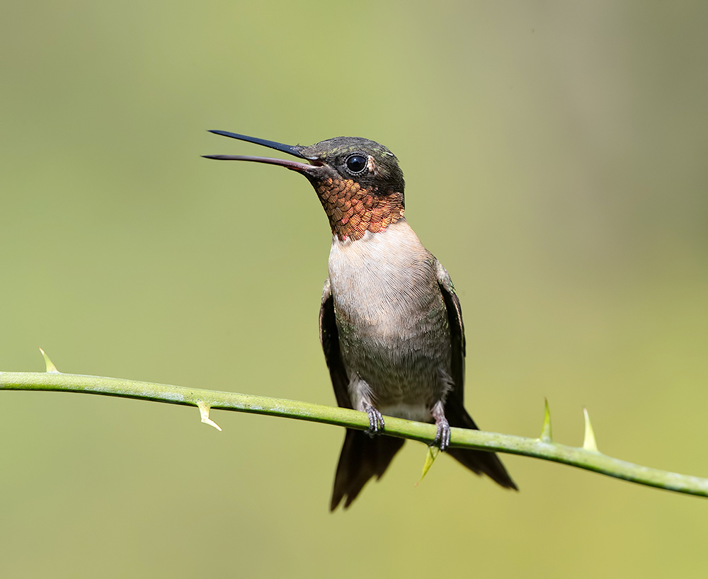 колибри,ruby-throated hummingbird, hummingbird, Etkind Elizabeth