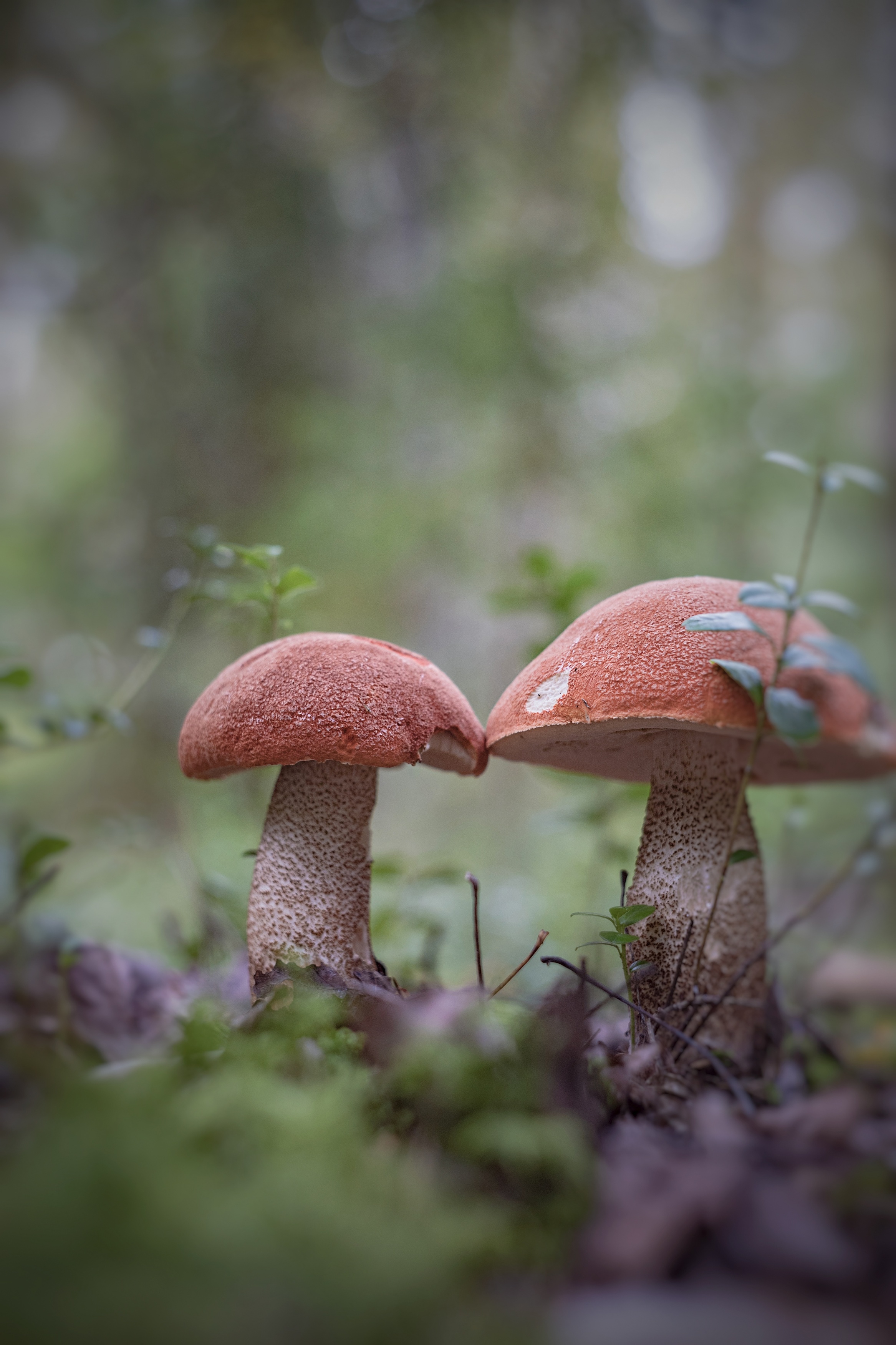 макро, лес, осень, грибы, macro, mushroom, forest, nature, Мария Обидина