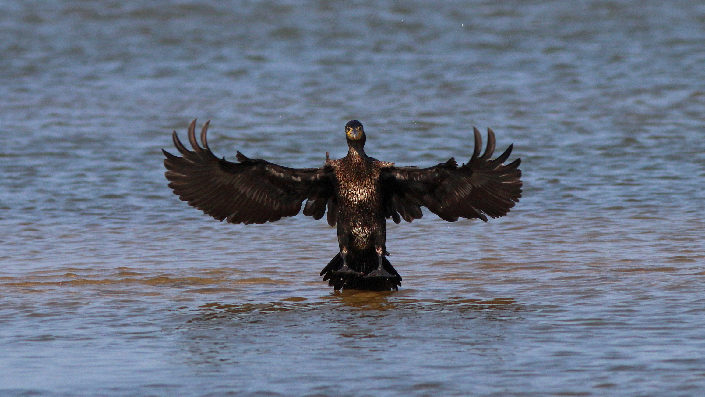 большой баклан, phalacrocorax carbo, great cormorant, куршский залив, Бондаренко Георгий