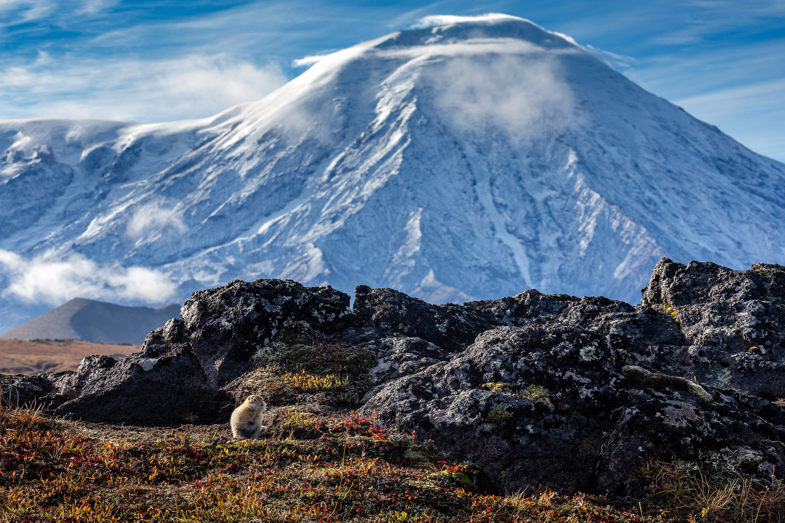 russia, kamchatka, камчатка, суслик, россия, Михаил Конарев