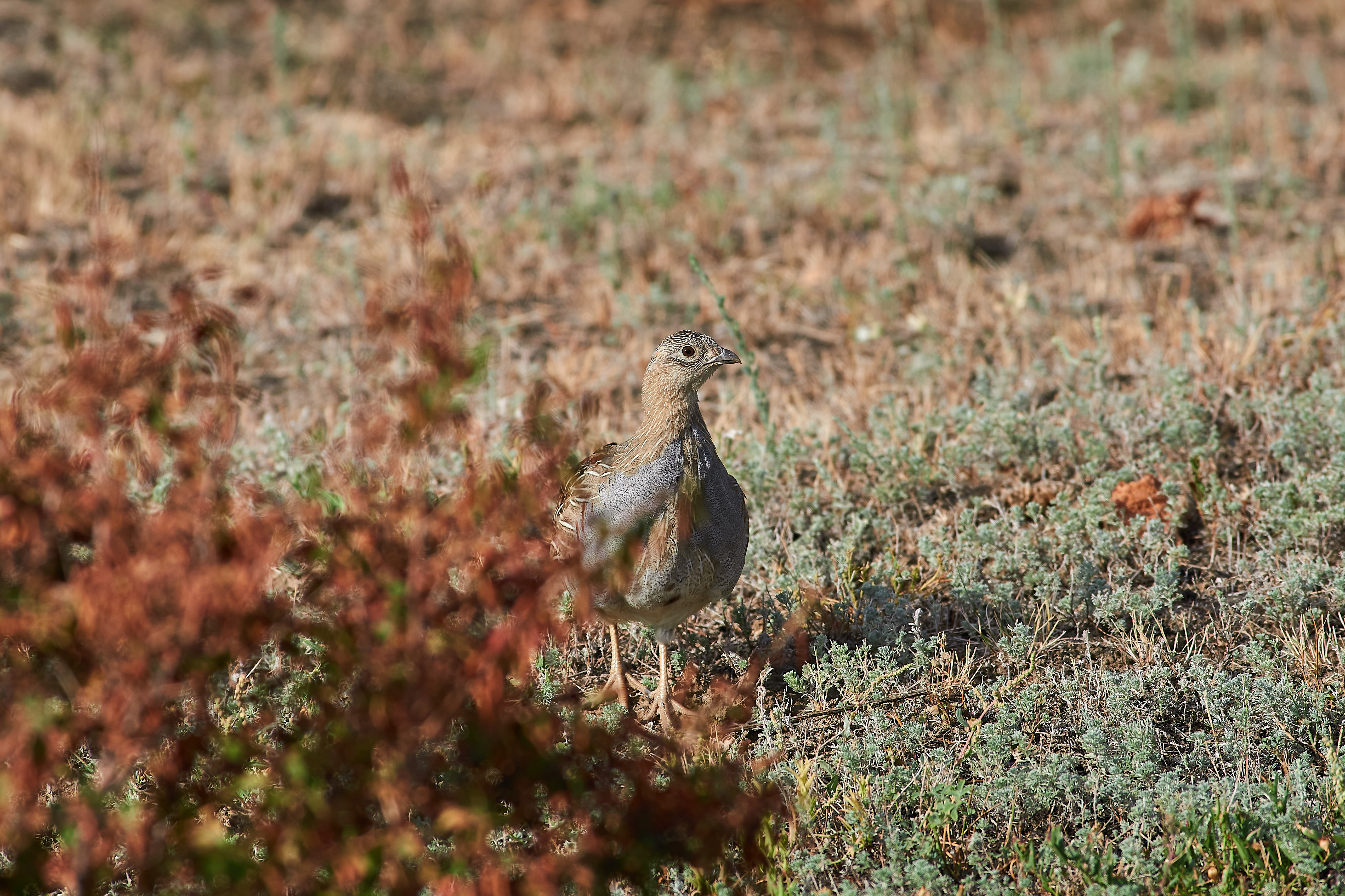 bird, birds, volgograd, russia, wildlife, , Павел Сторчилов