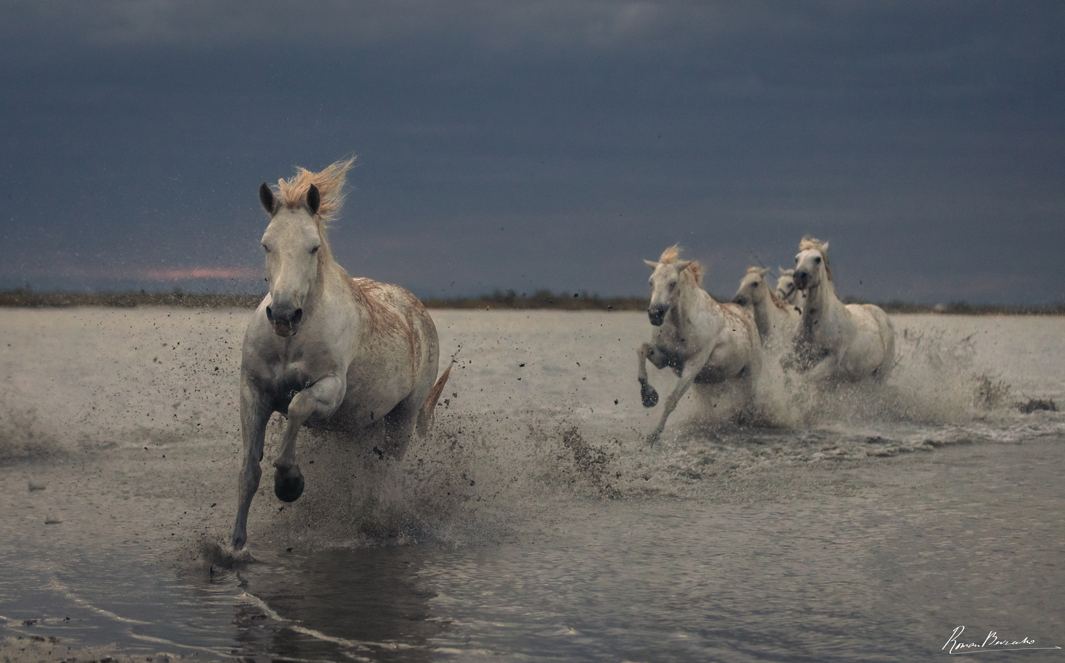 camargue, france, horses, horse, Bevzenko Roman