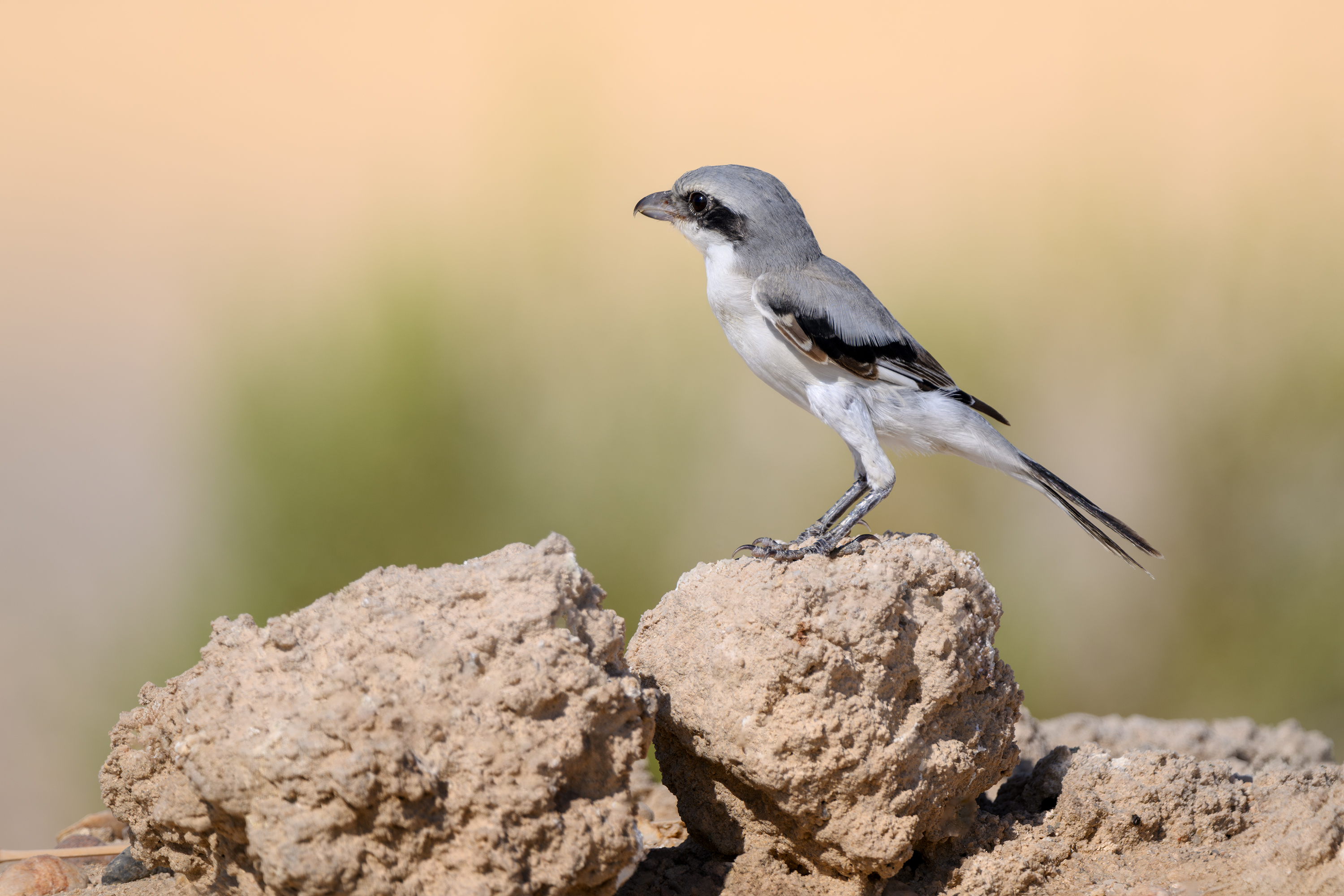 Great gray shrike / Серый сорокопут / Lanius excubitor, Kulikov Vladimir