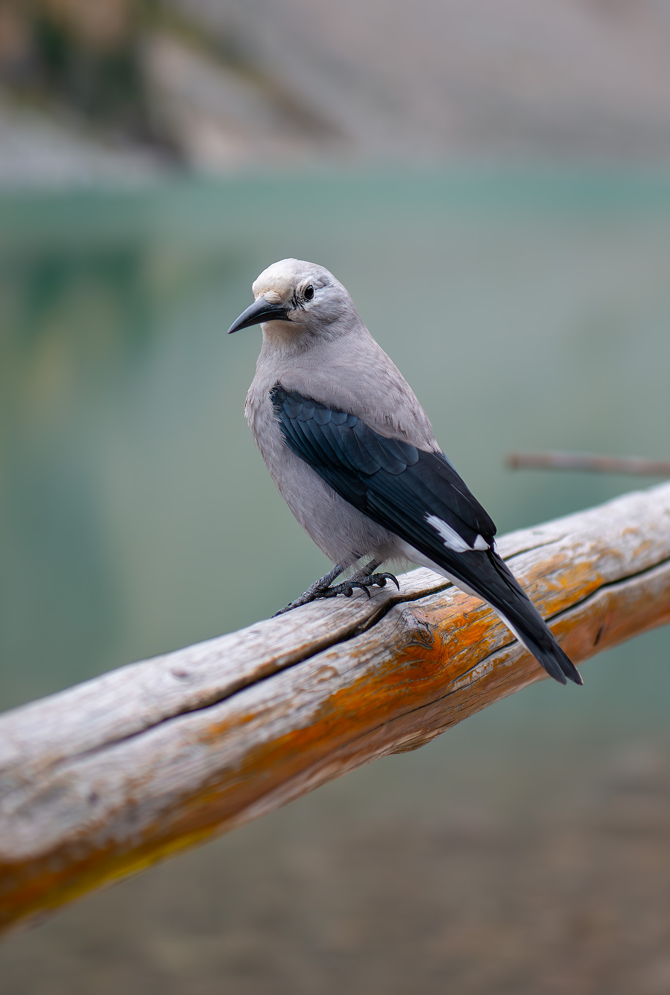 Clark's Nutcracker, Gubski Alexander