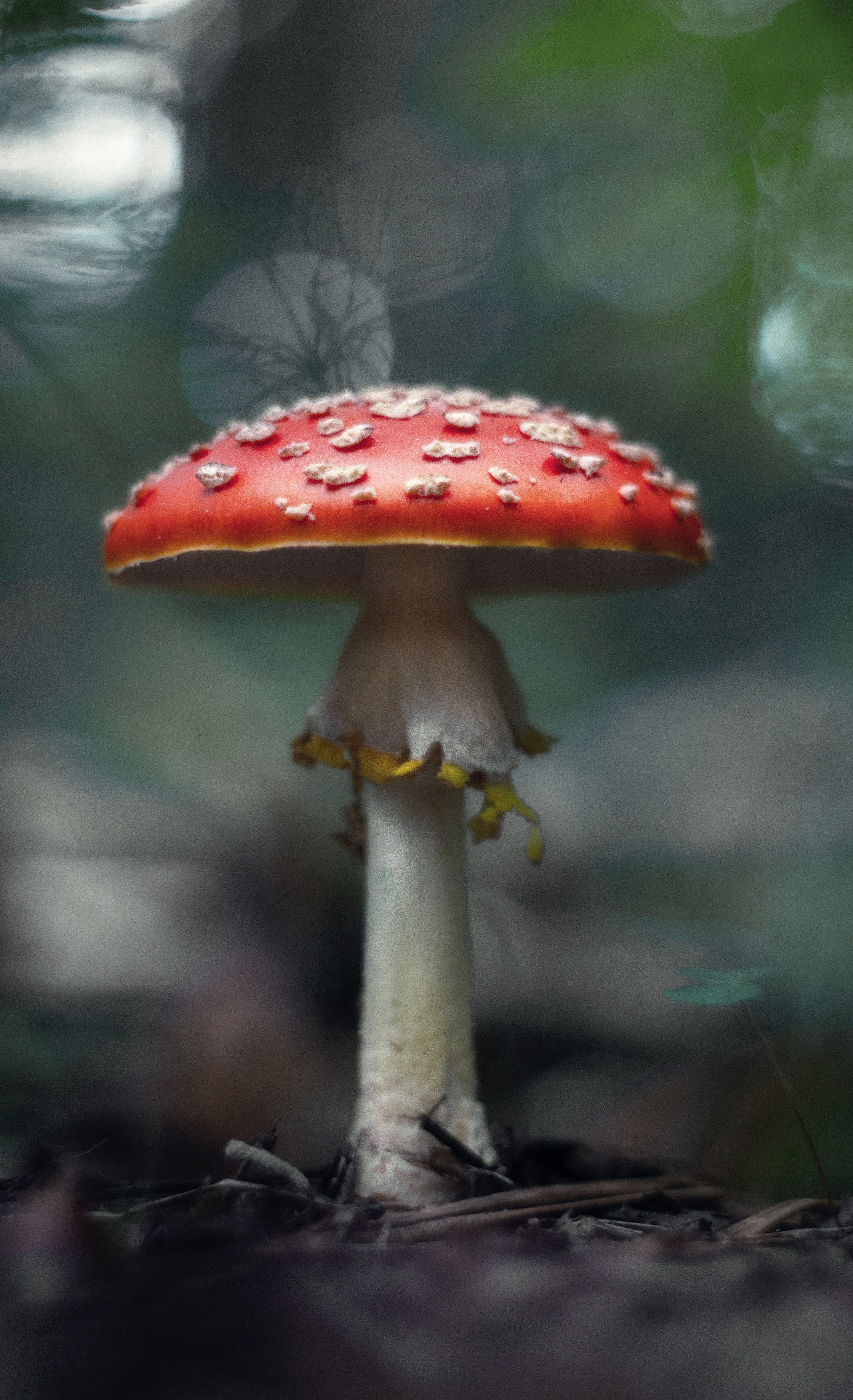 макро, природа, грибы, мухомор, pentacon, macro, manual_lens, forest, mushroom, Мария Обидина