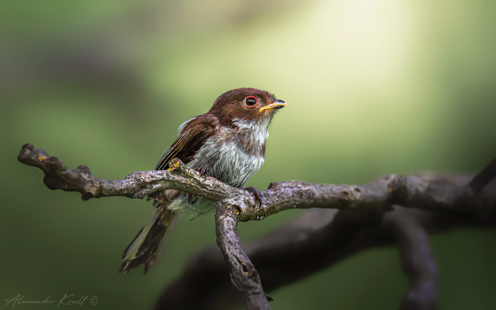 длиннохвостая синица, ополовник, aegithalos caudatus, Круль Александр