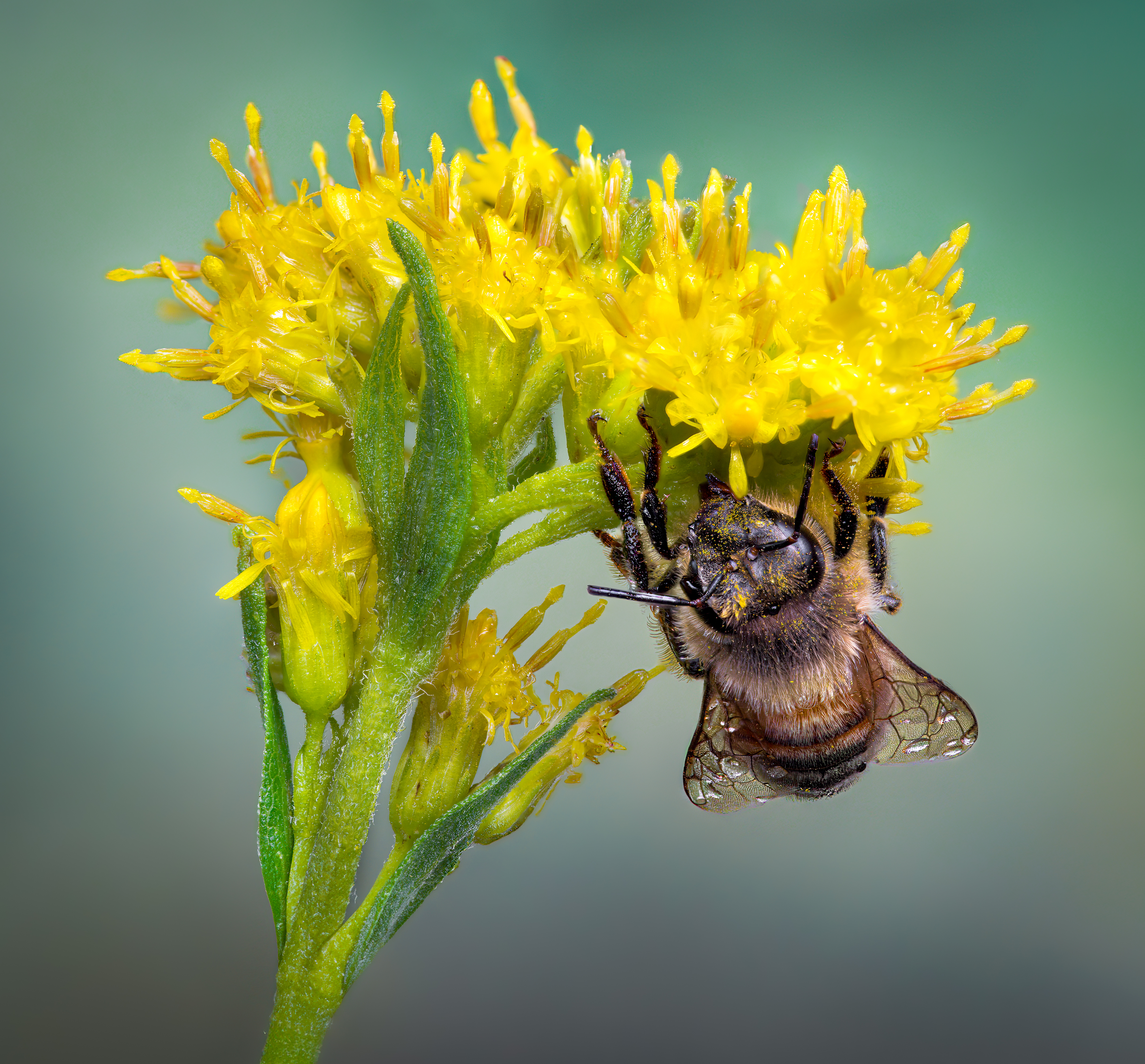 bee, honeybee, bumblebee, insect, fall, autumn, stink bug, macro, leaves, season, seasons, camouflage, camouflaged, flower, floral, pink, Atul Saluja