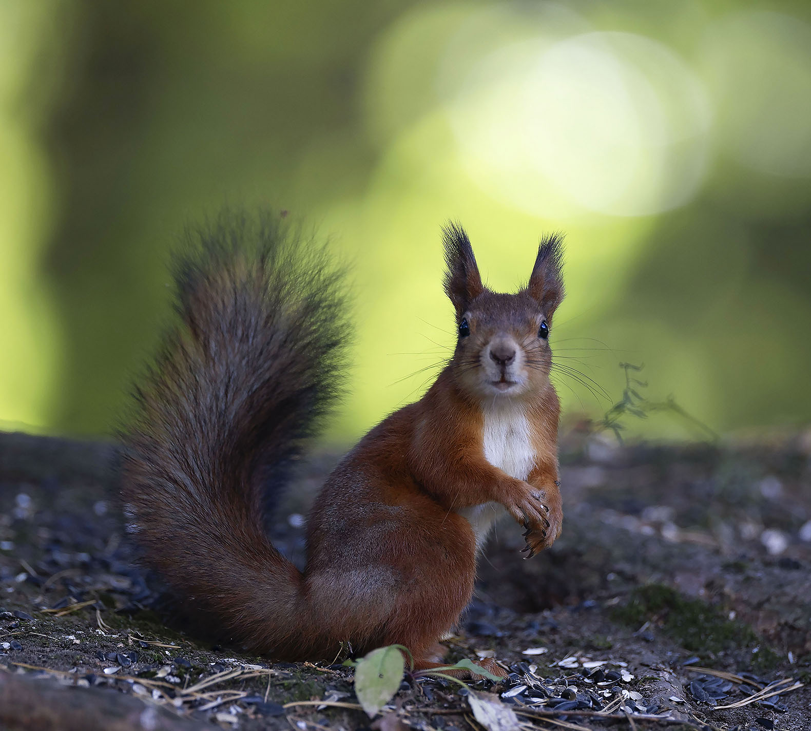 белка, красотка, лес, squirrel, beautiful, forest, autumn, nature, Стукалова Юлия