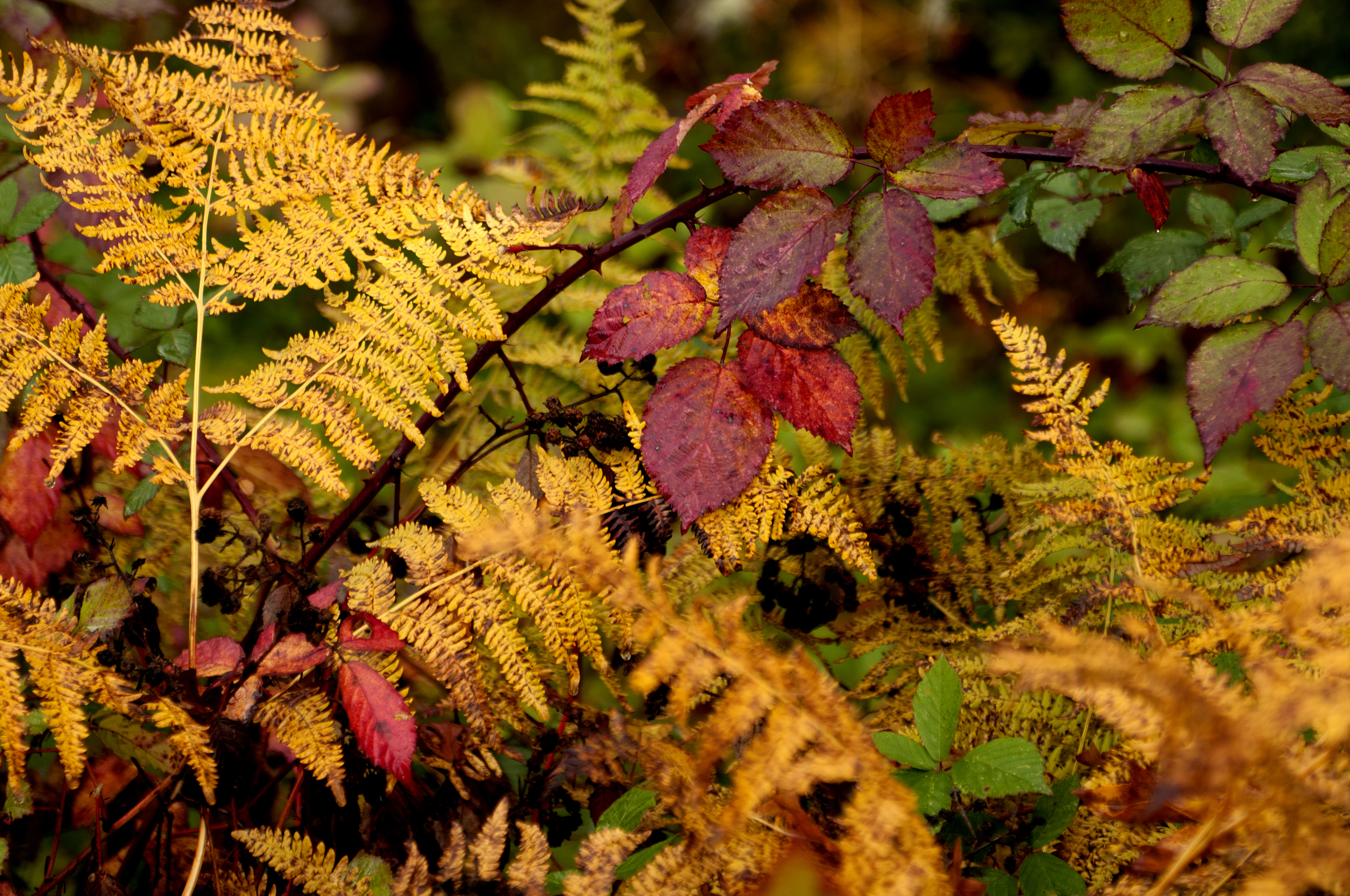 fall, autumn, oregon, fallcolors, Fast Photography