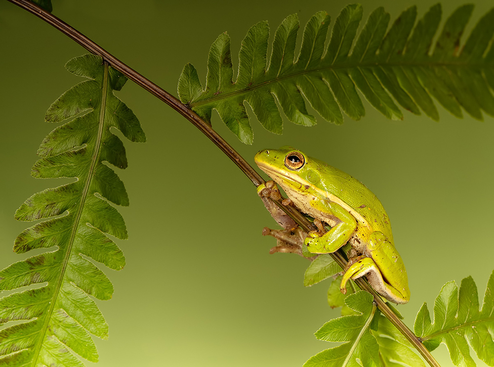 макро, квакша, лягушка, frog,  macro, земноводные, Etkind Elizabeth