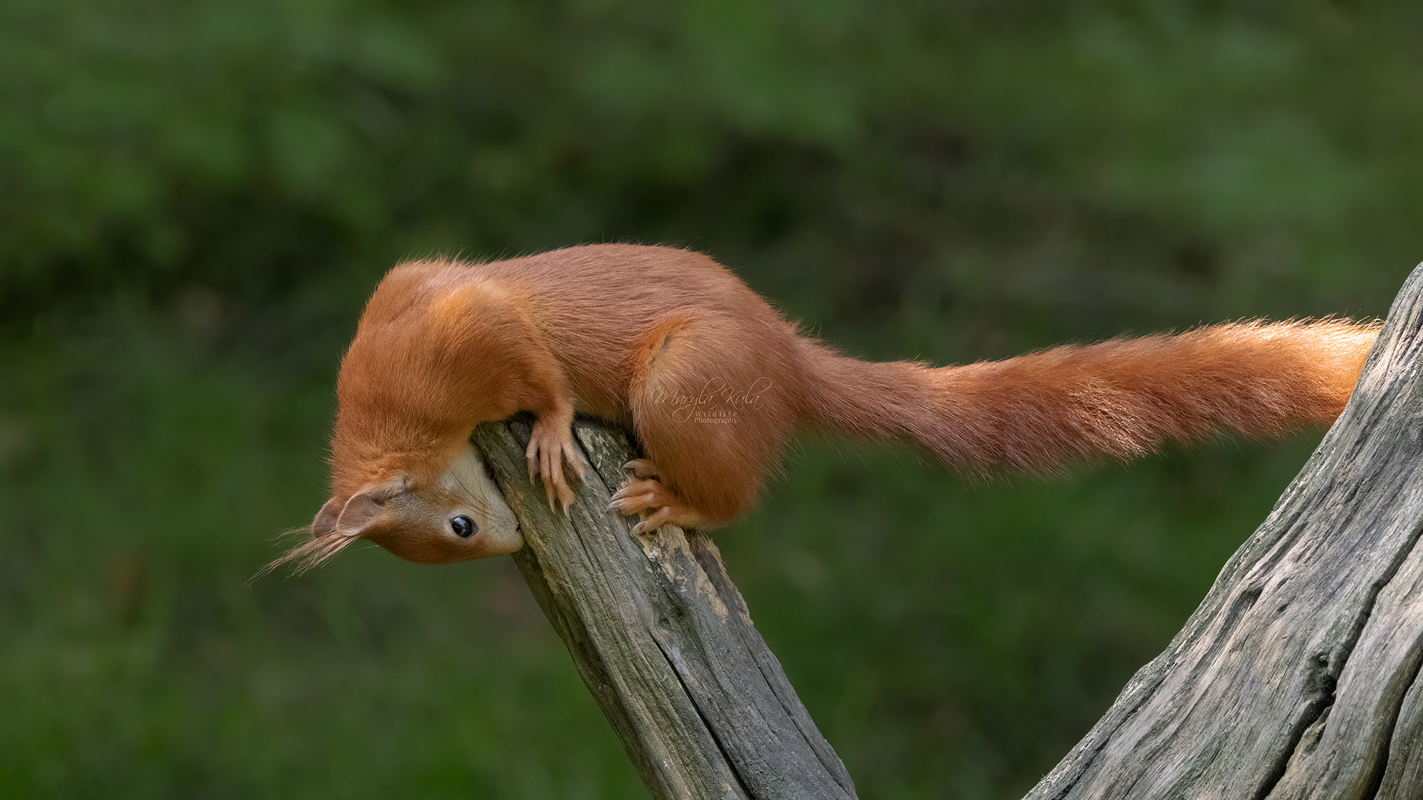 red squirrel, animals, nature, wildlife, canon, MARIA KULA