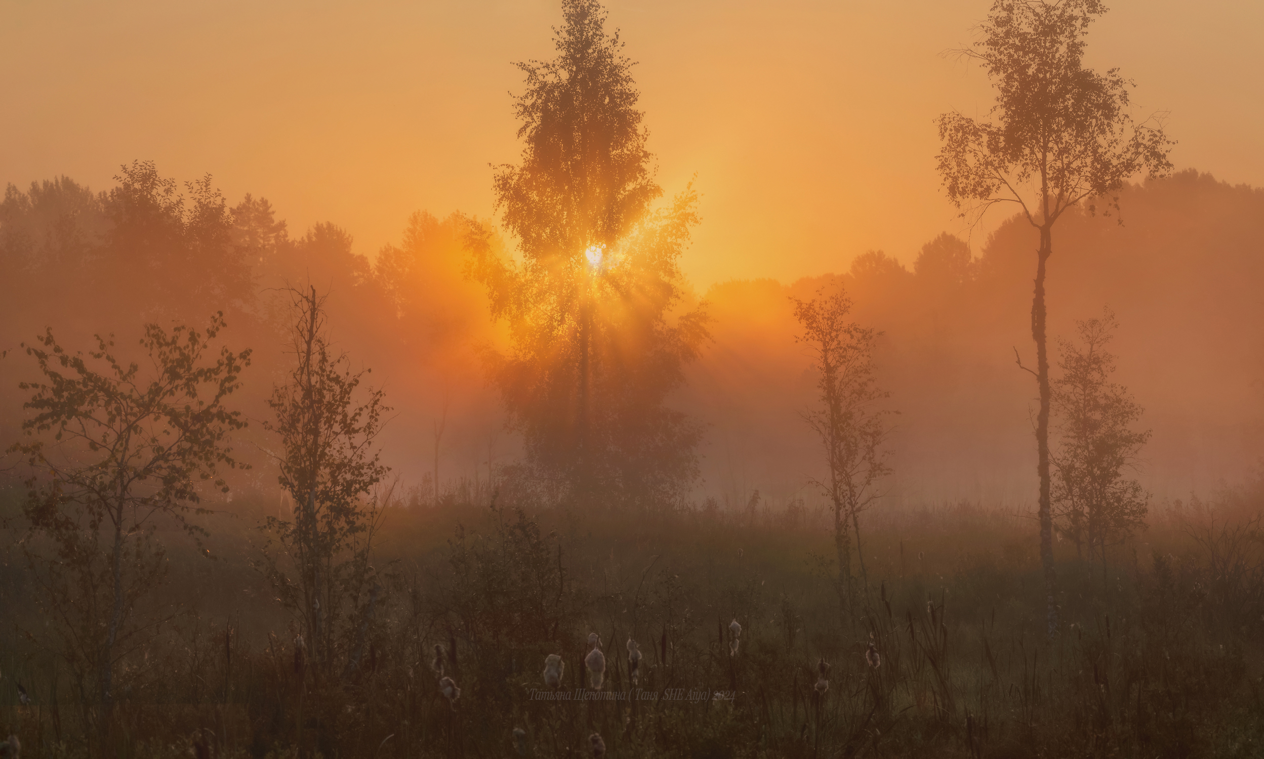 пейзаж, ленобласть, туман, landscape, nature, природа, foggy, forest, рассвет, болото, Щепотина Татьяна