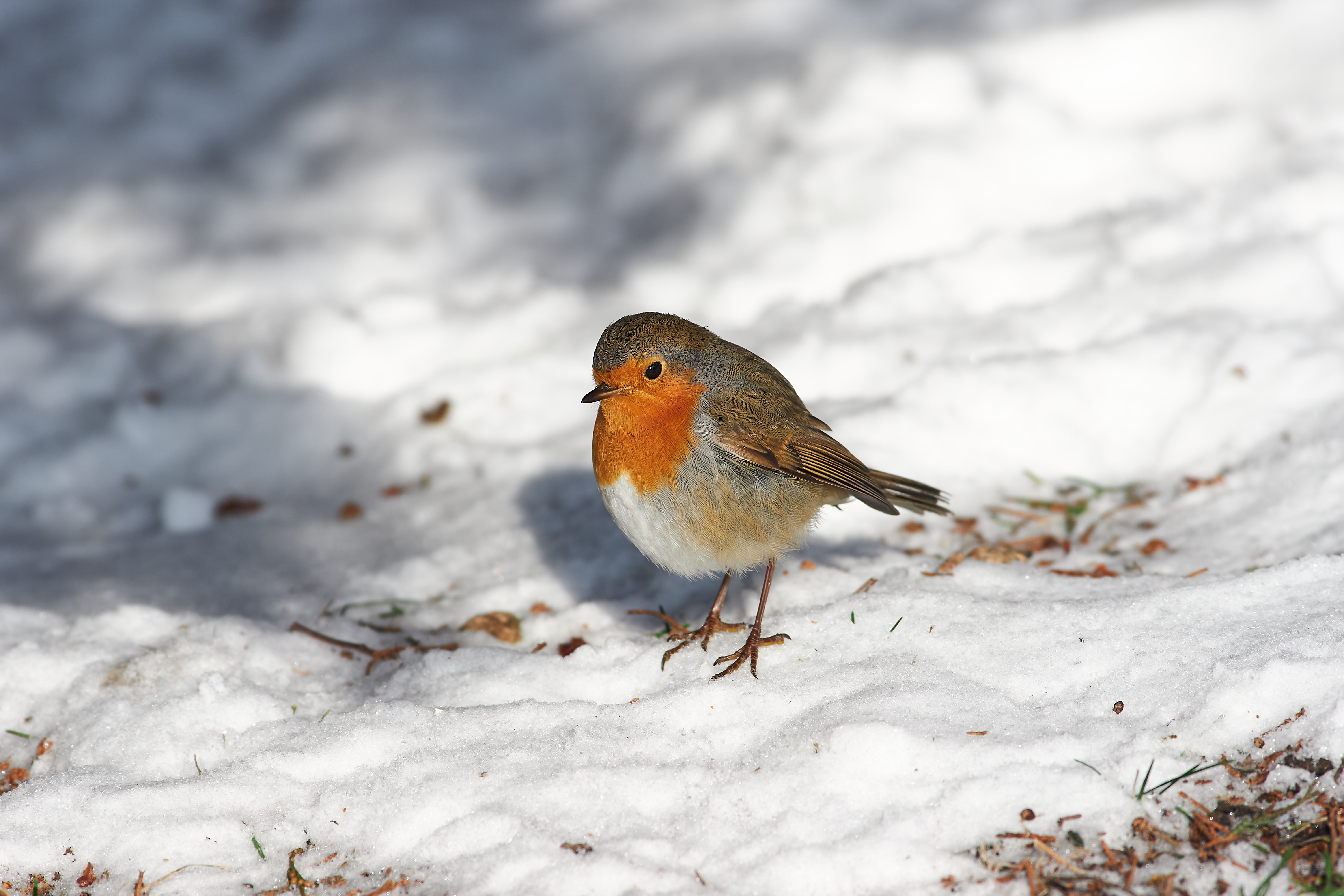 bird, birds, volgograd, russia, wildlife, , Павел Сторчилов