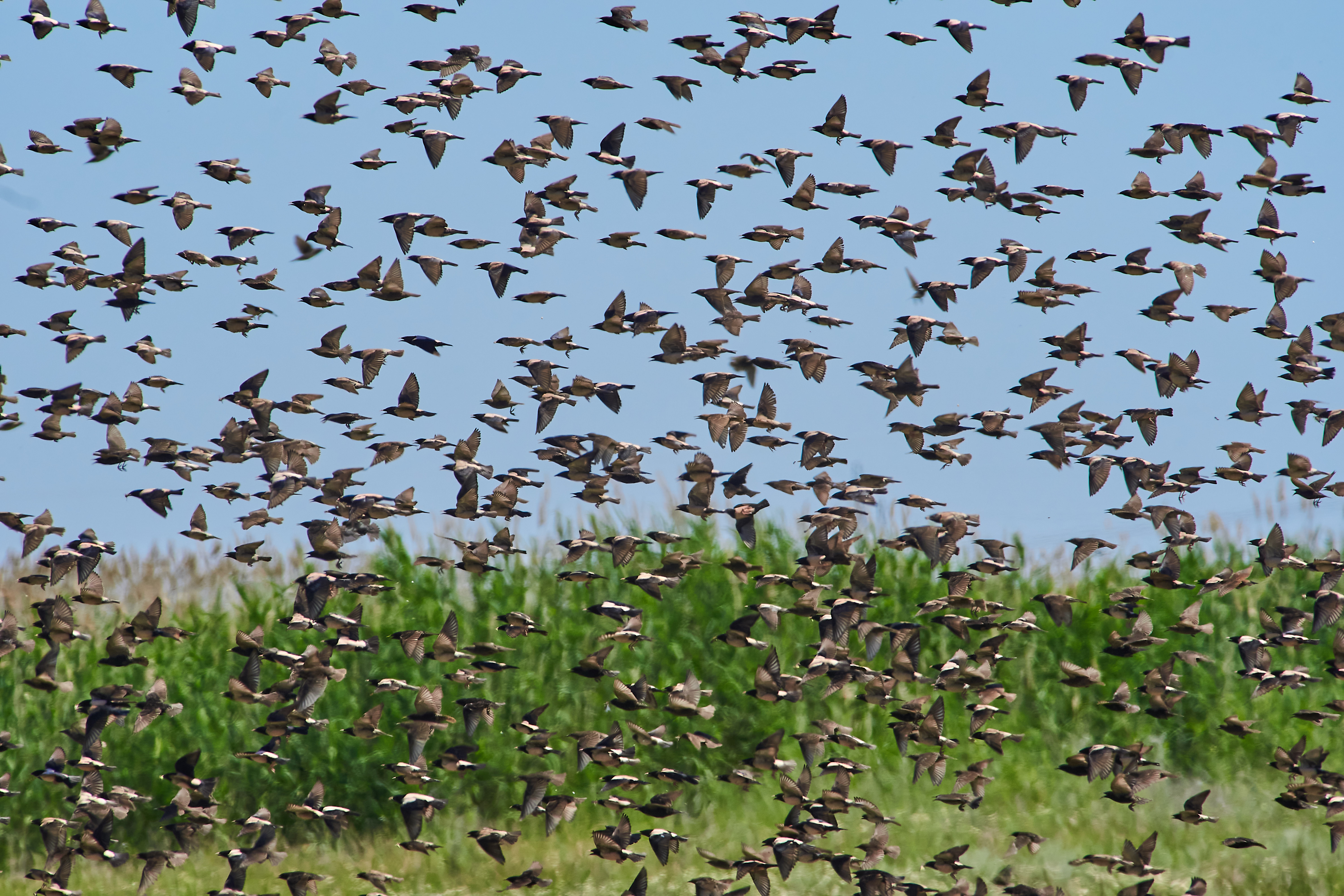 bird, birds, volgograd, russia, wildlife, , Павел Сторчилов