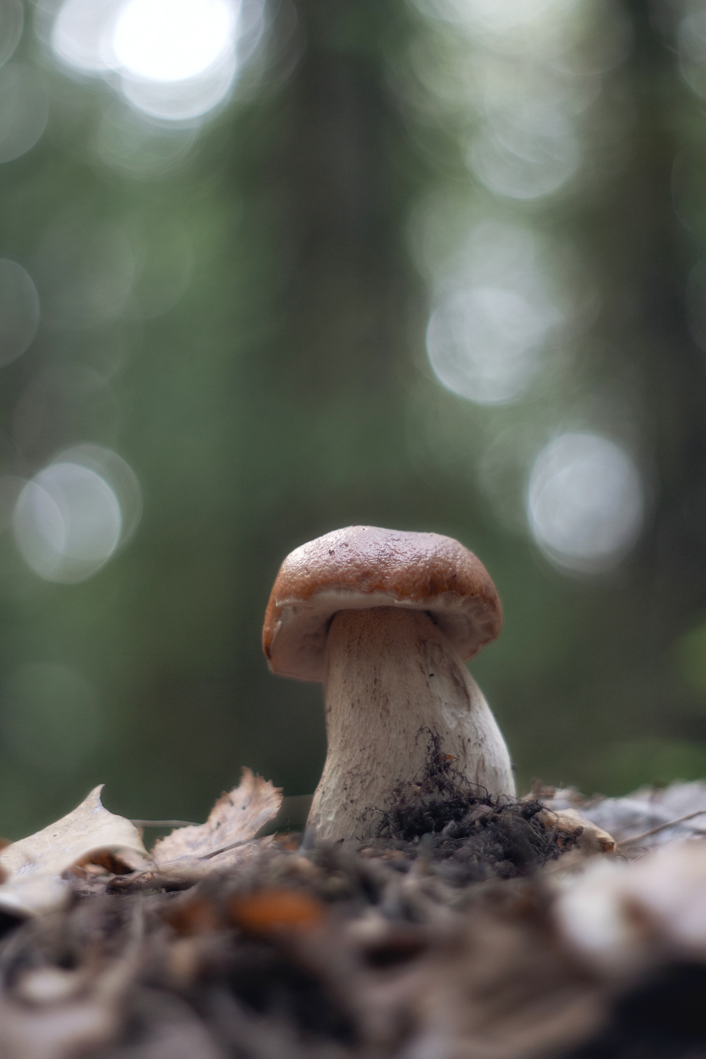 макро, лес, природа, грибы, macro, mushroom, forest, nature, Мария Обидина