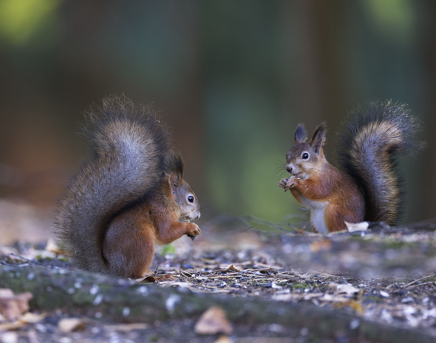 белки, парочка, красота, лес,squirrels, romance,beautiful, forest, nature, Стукалова Юлия