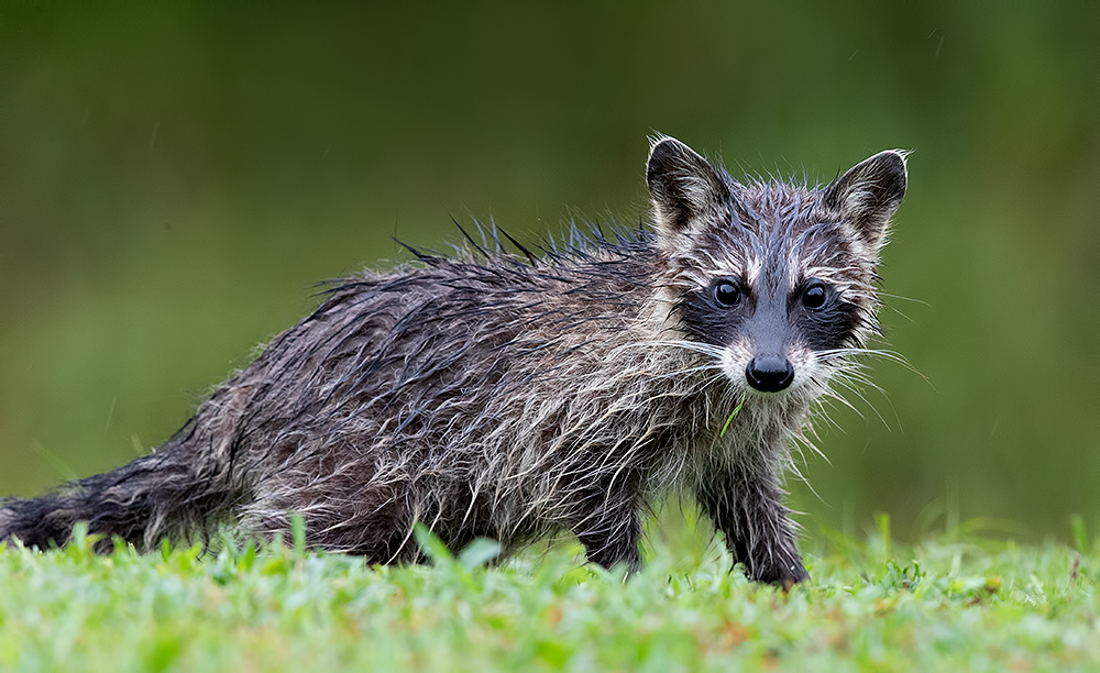 енот обыкновенный, енот-полоскун, raccoon, енот, дикие животные, животные, animals, Etkind Elizabeth